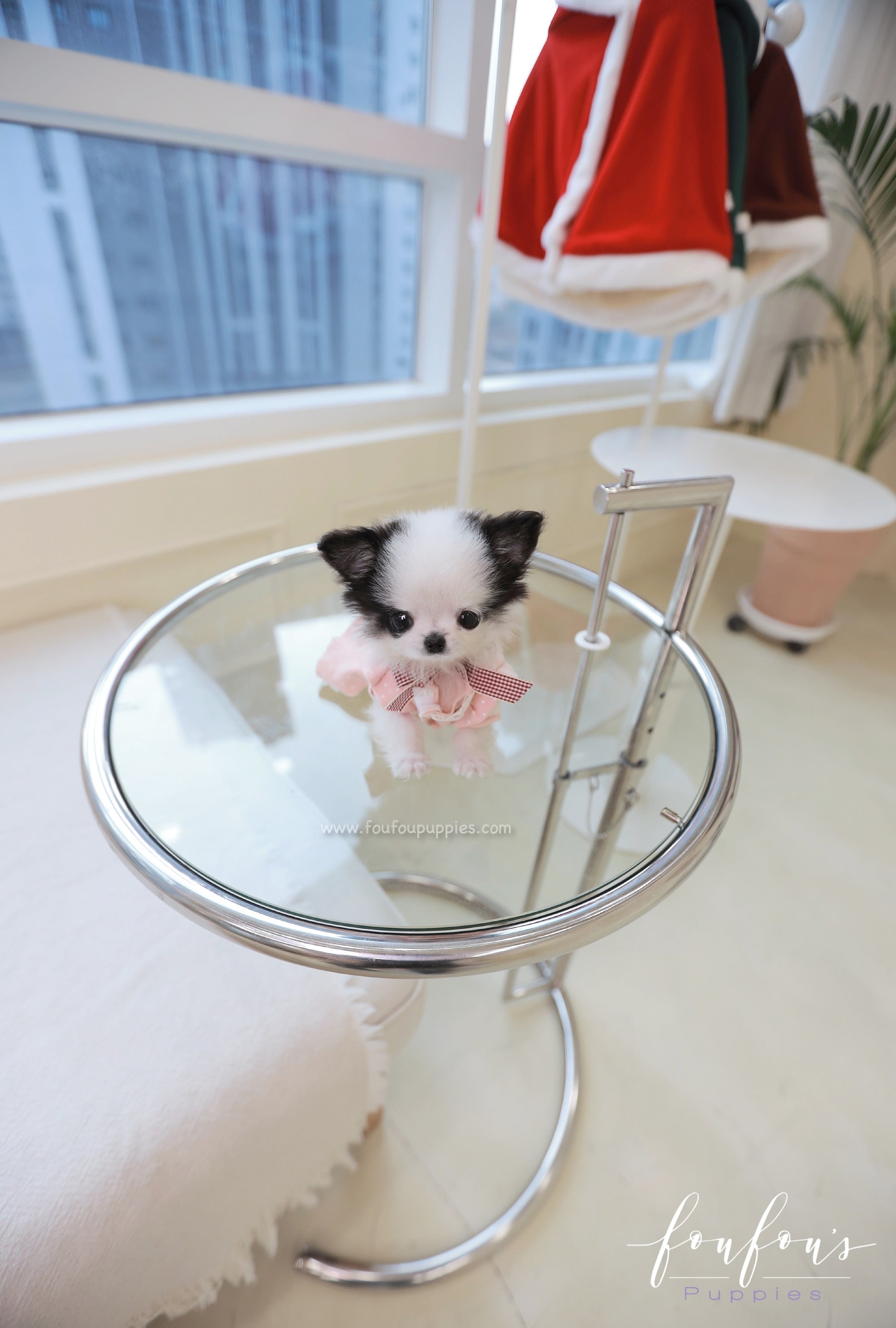 Minnie - Chihuahua F.