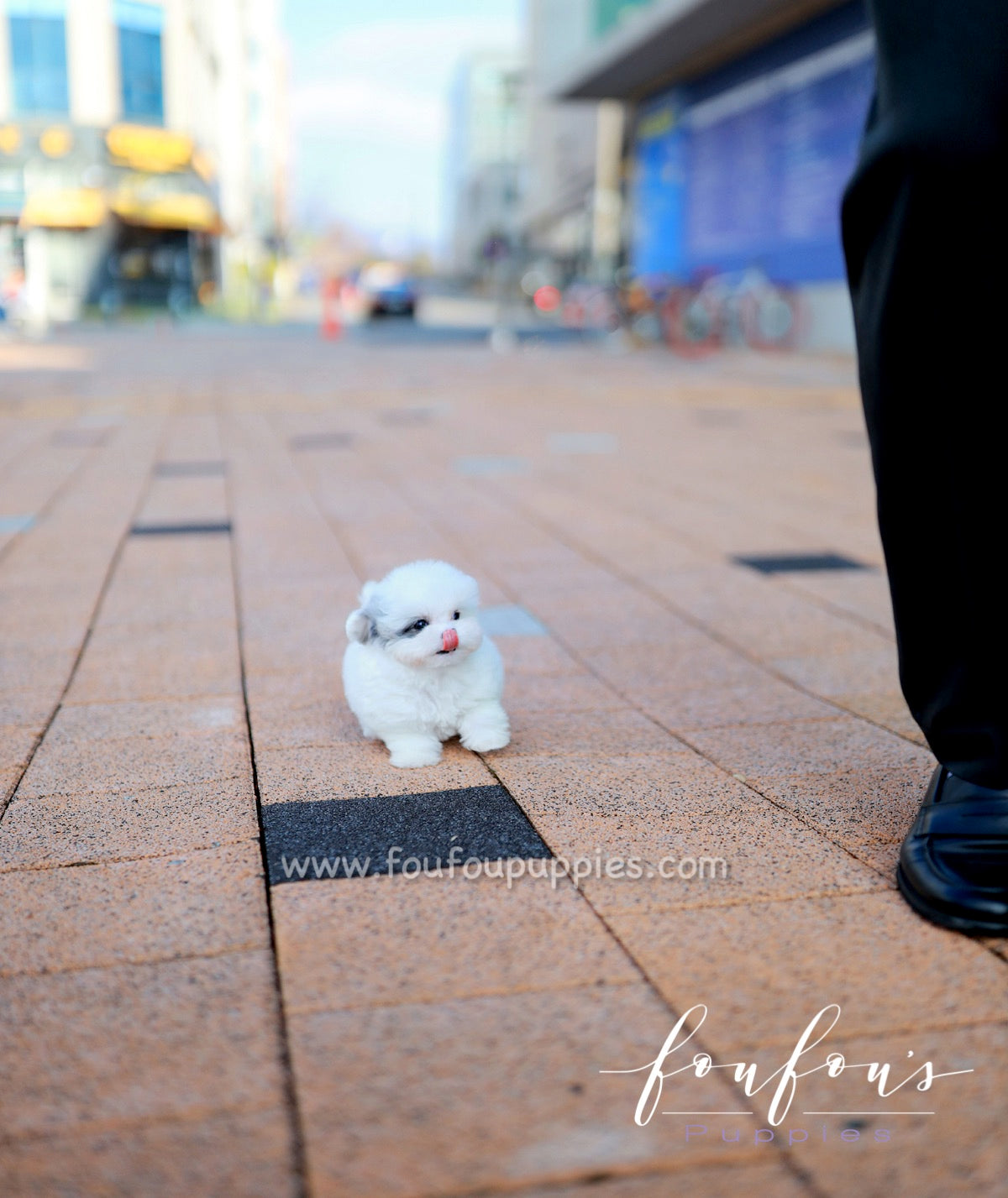 Goji - Poodle M.
