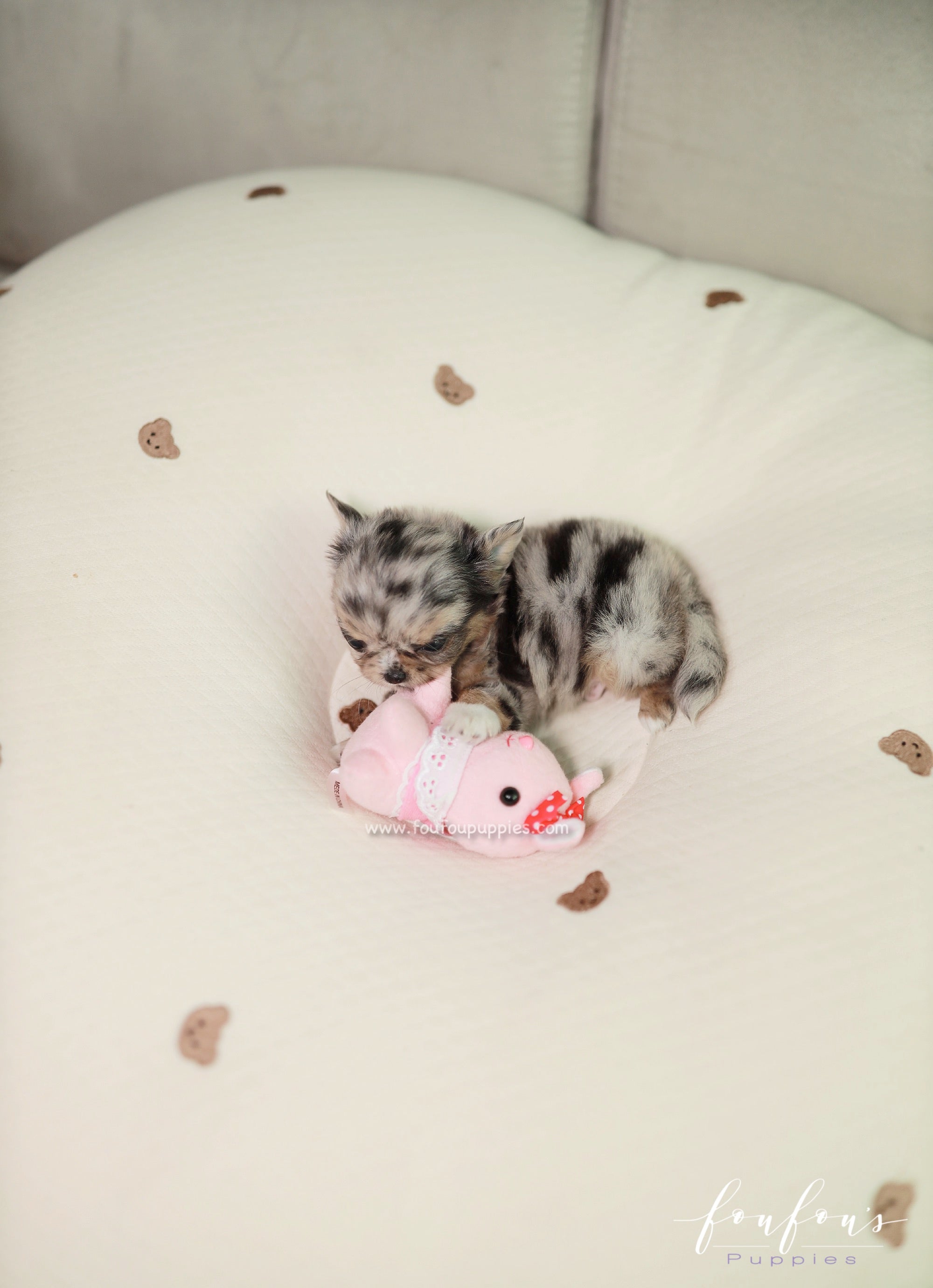 Pinky - Chihuahua M.