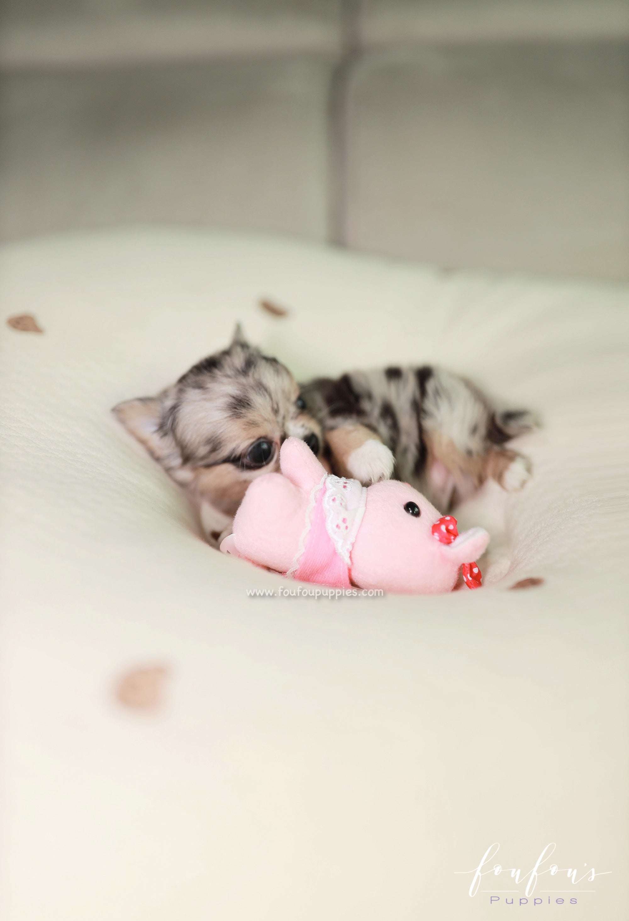 Pinky - Chihuahua M.