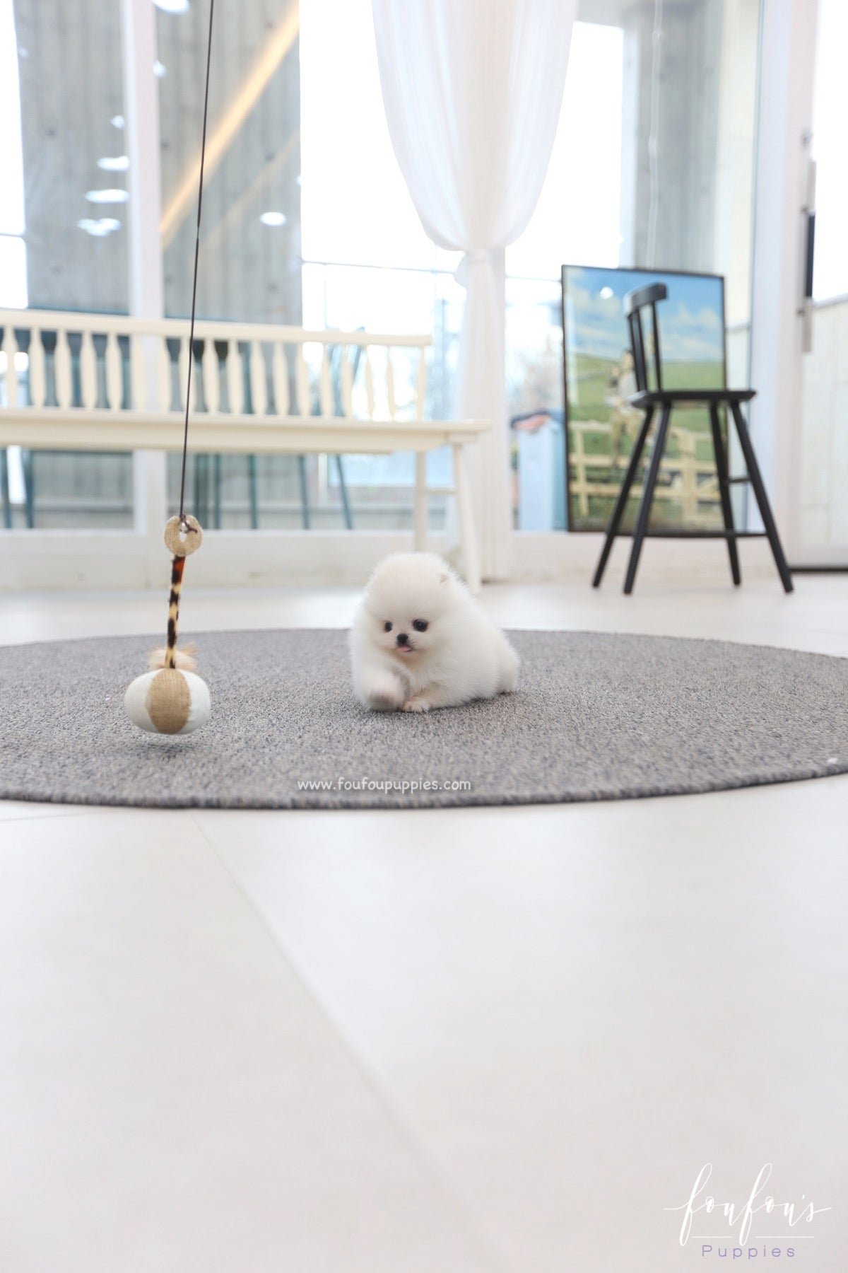Souflé - Pomeranian F.