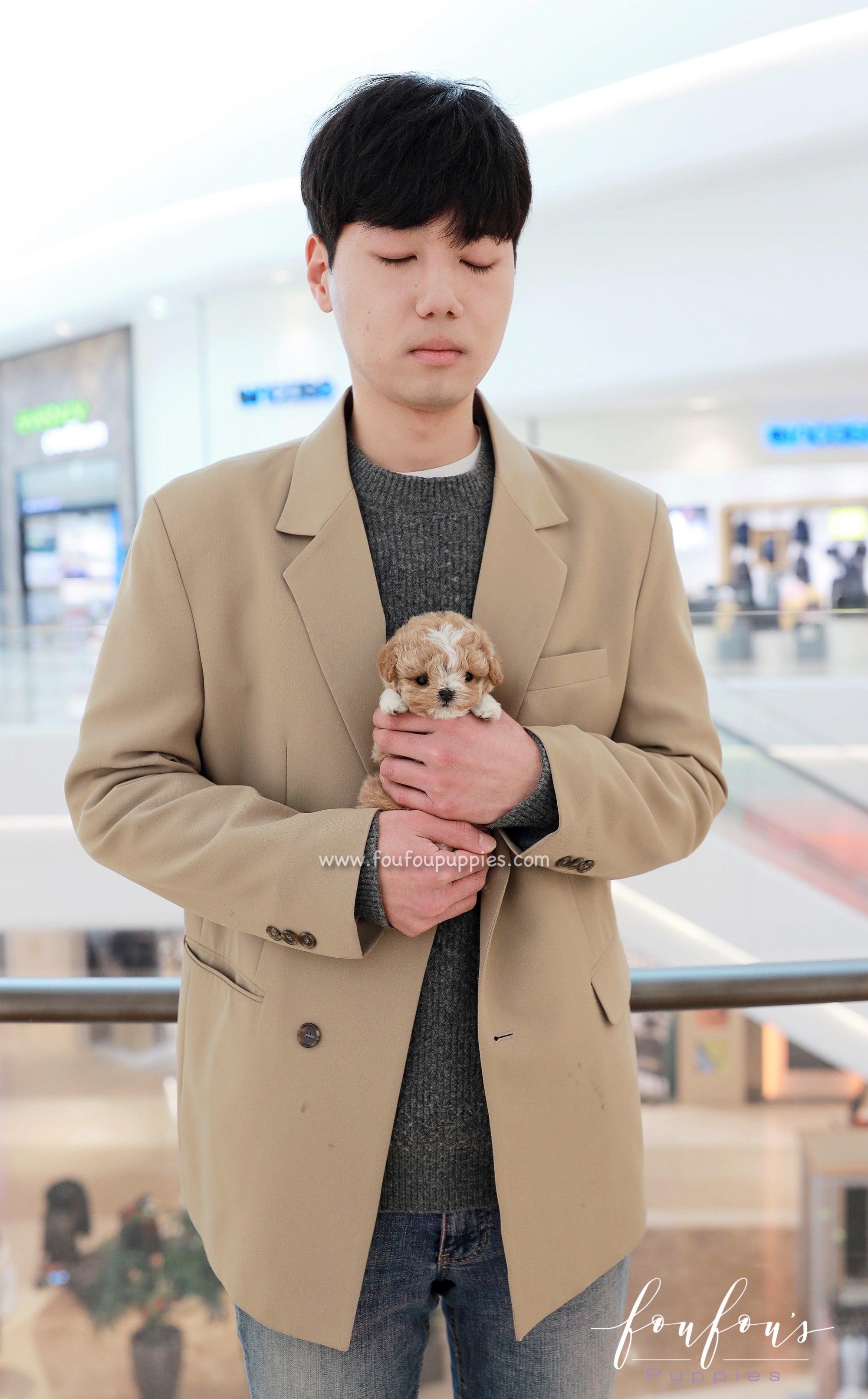 YogiBear - Maltipoo M.