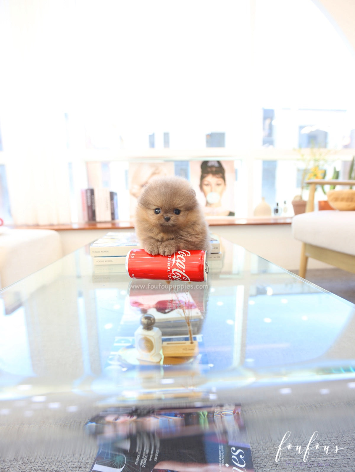 Butterball - Pomeranian M.