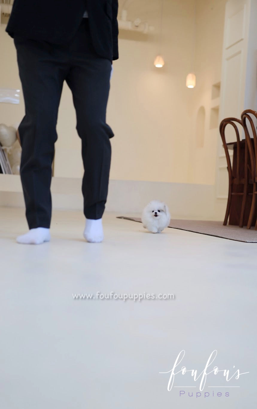 Olivia - Pomeranian F.