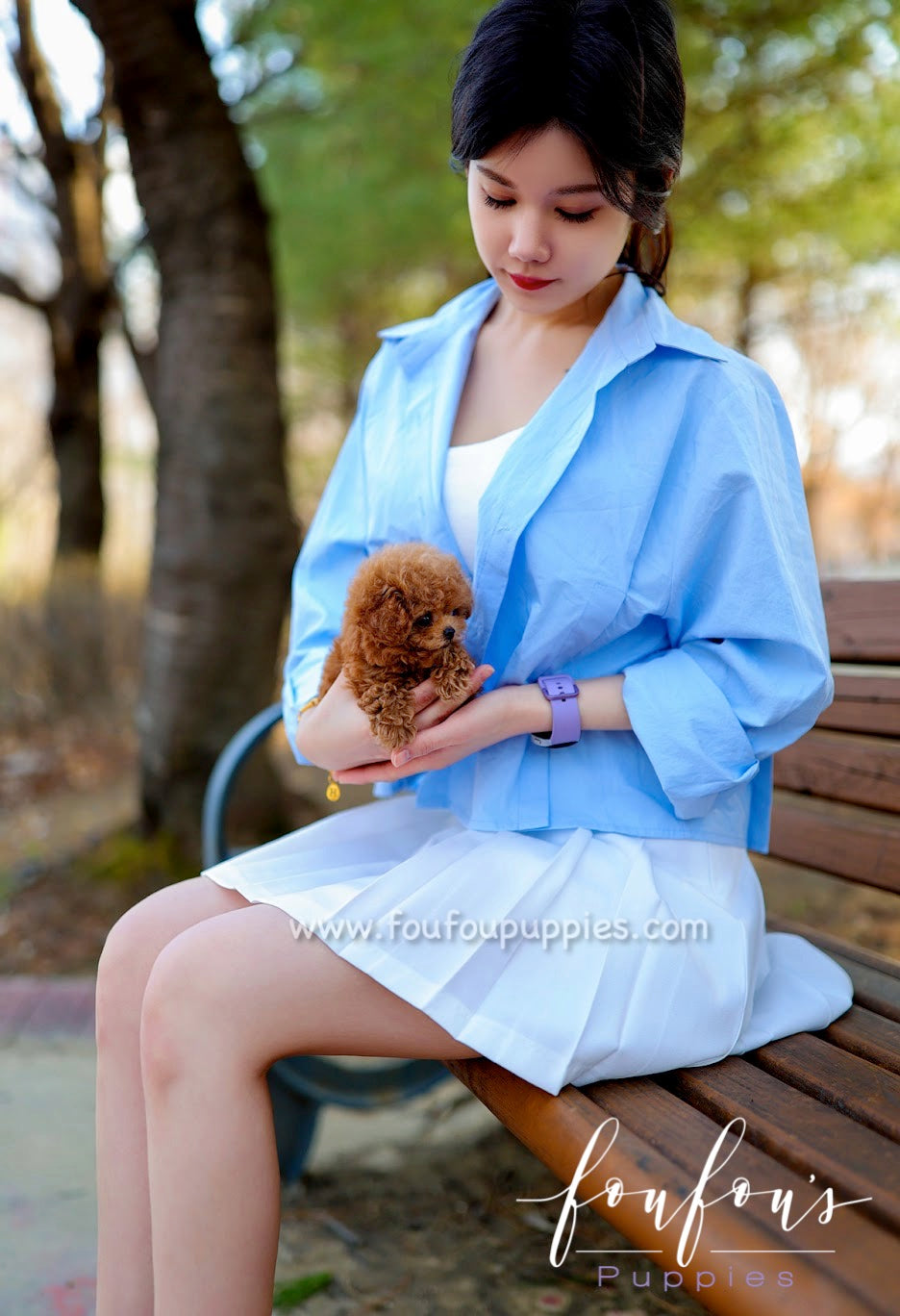 Zoey - Poodle F.