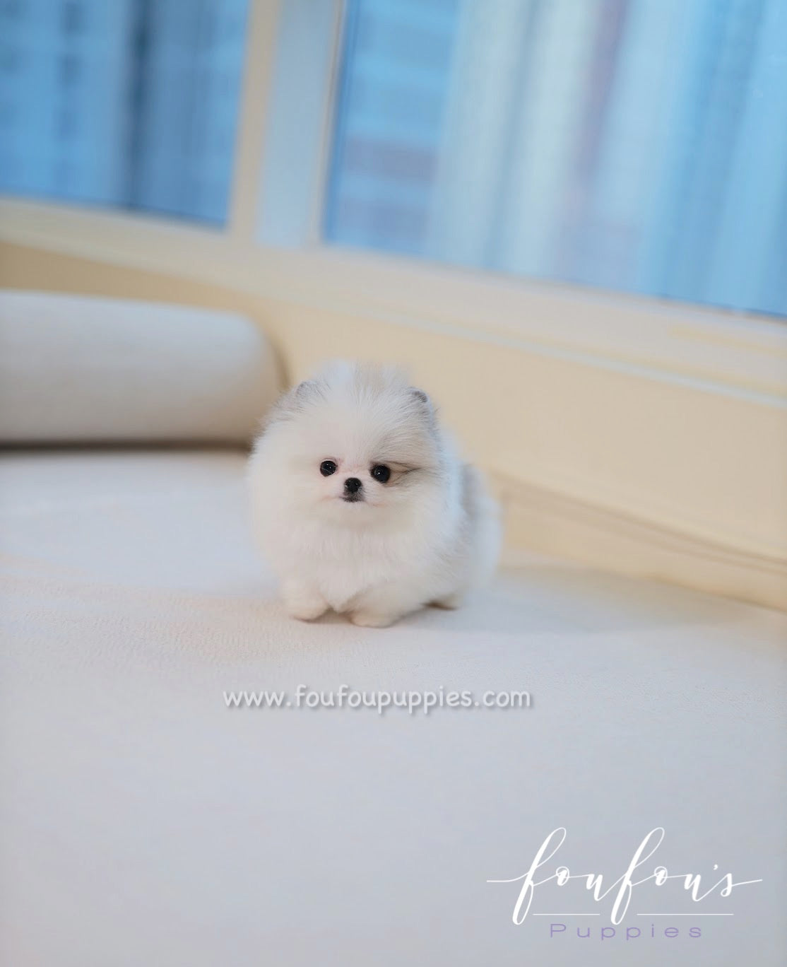 Olivia - Pomeranian F.
