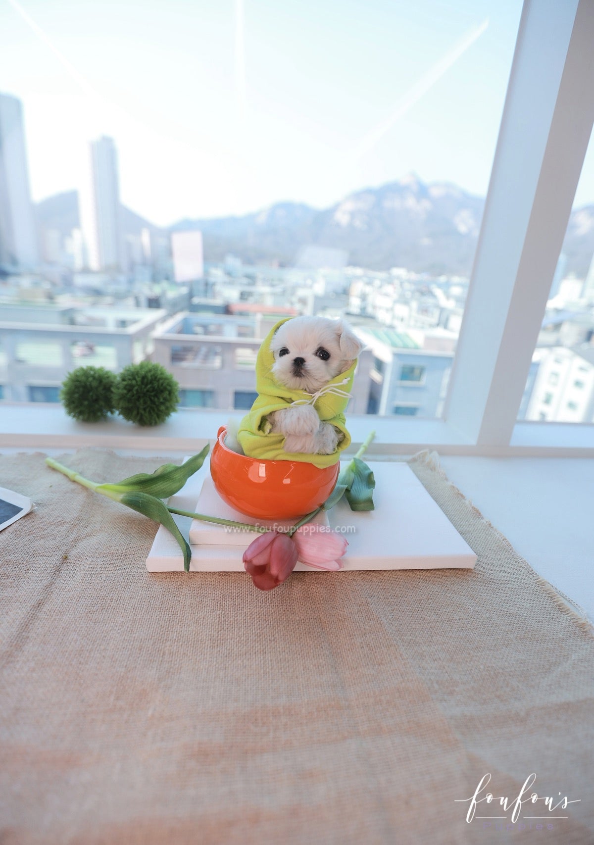 Marvin - Maltese M.
