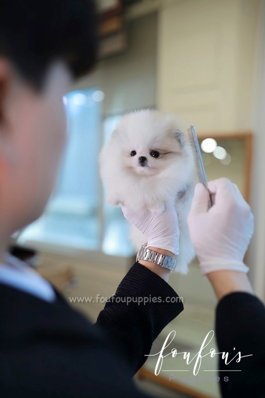 Olivia - Pomeranian F.