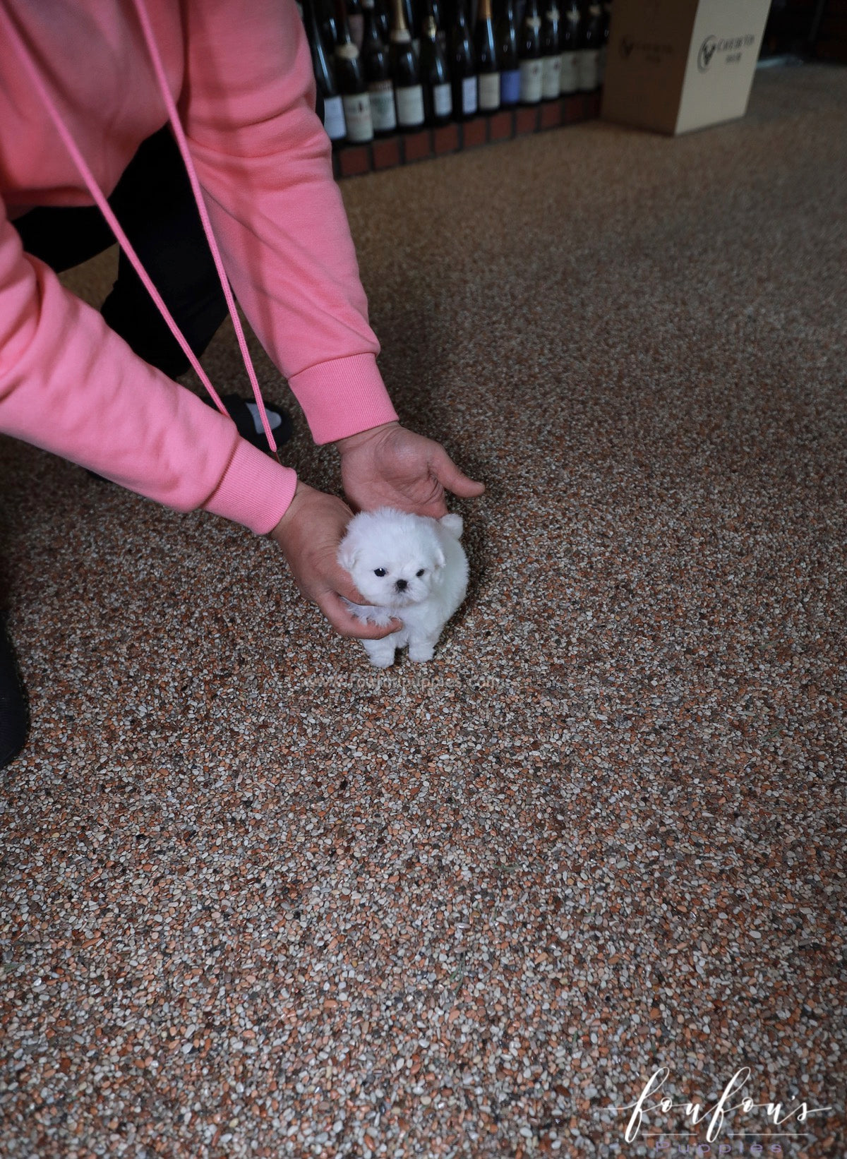 Valentina - Maltese F.
