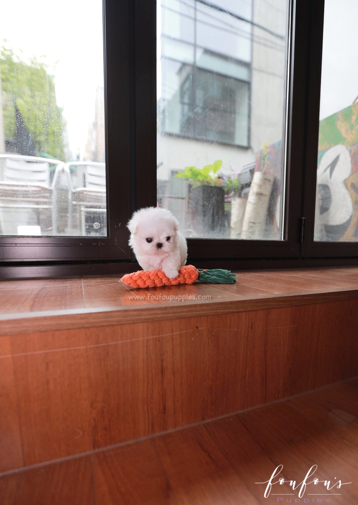 Valentina - Maltese F.