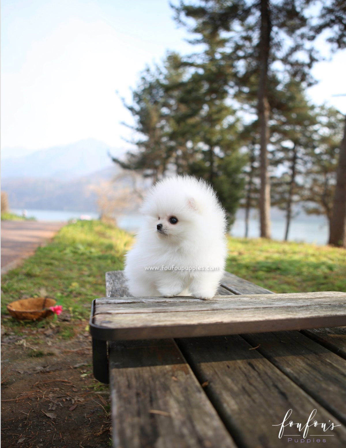 Regis - Pomeranian M.