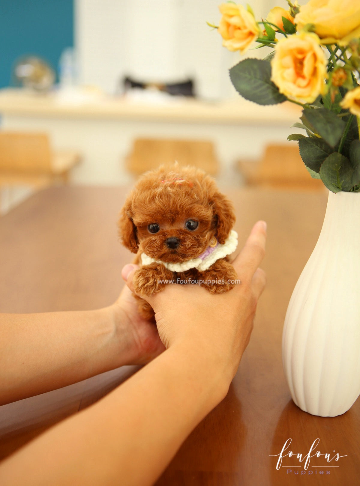 Aston - Poodle M.
