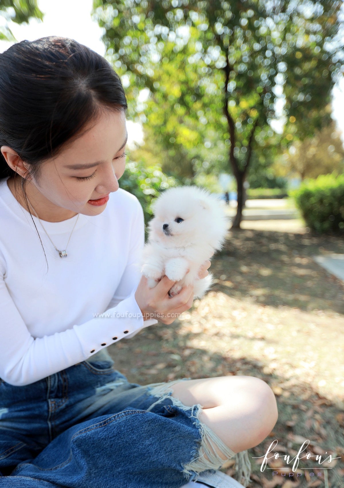 Casper - Pomeranian M.