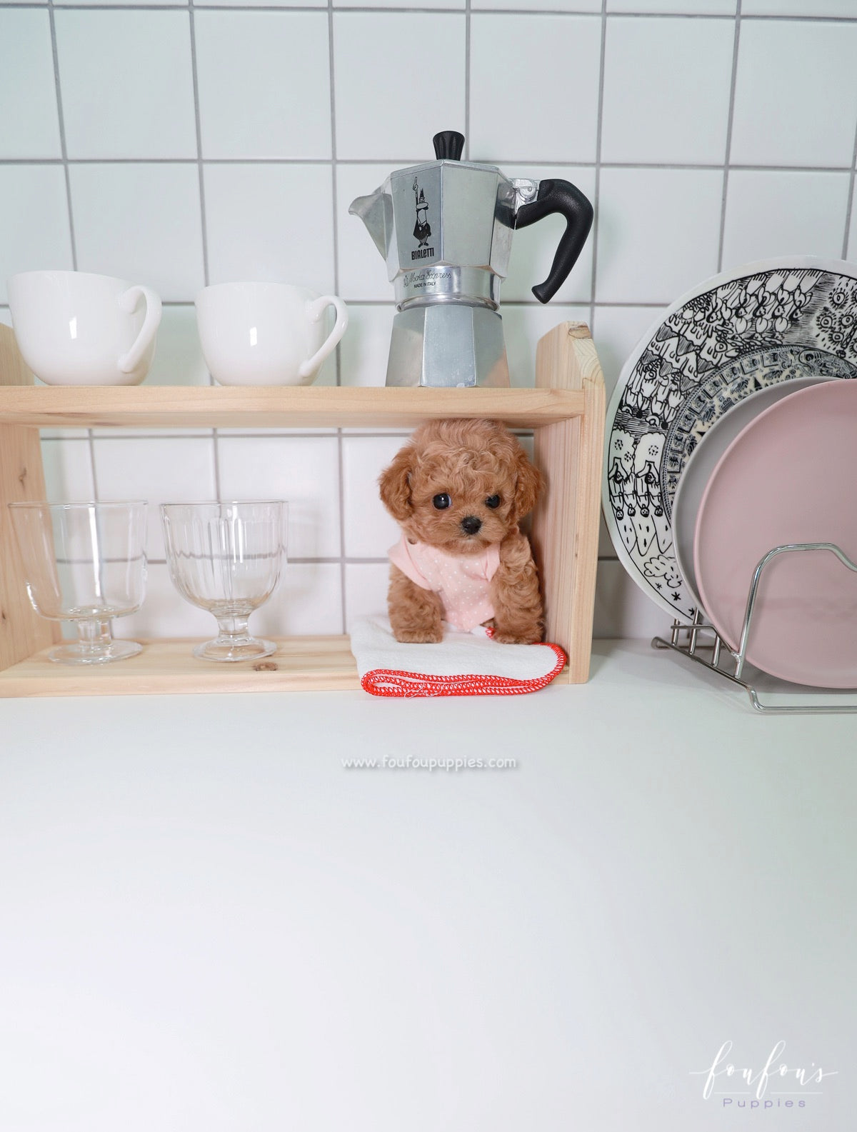Muffin - Maltipoo M.