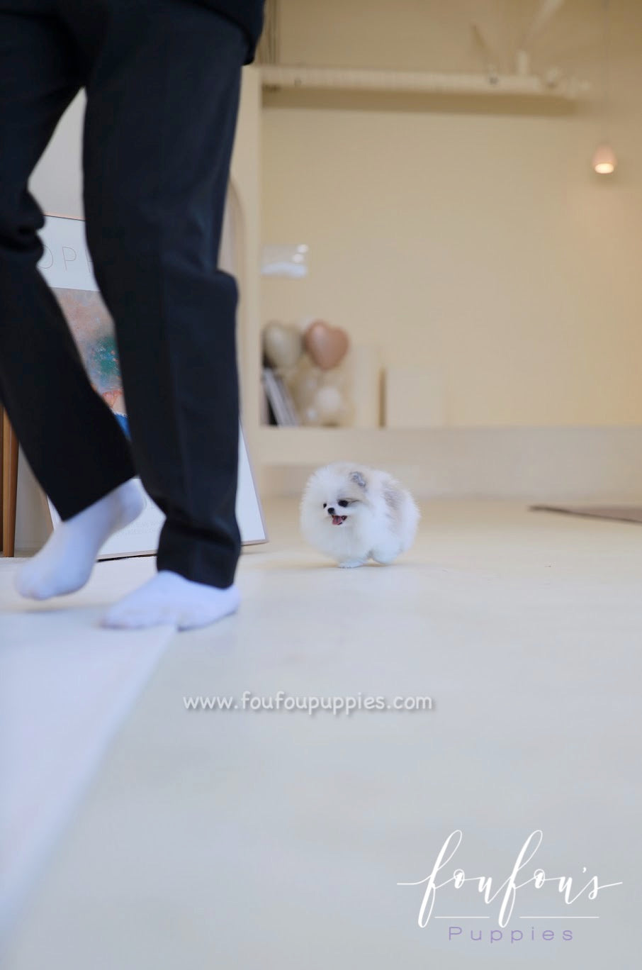 Olivia - Pomeranian F.