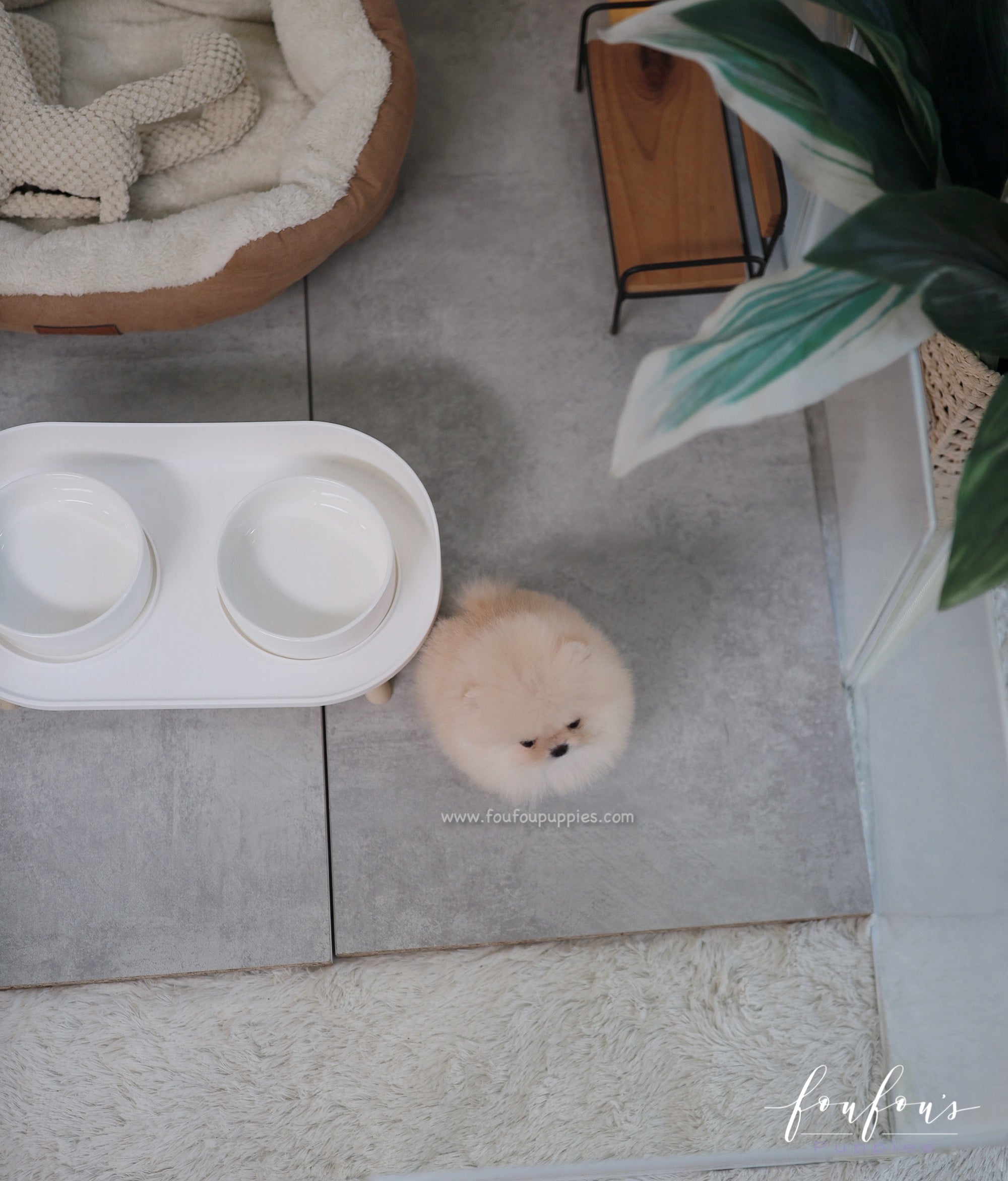 Duke - Pomeranian M.