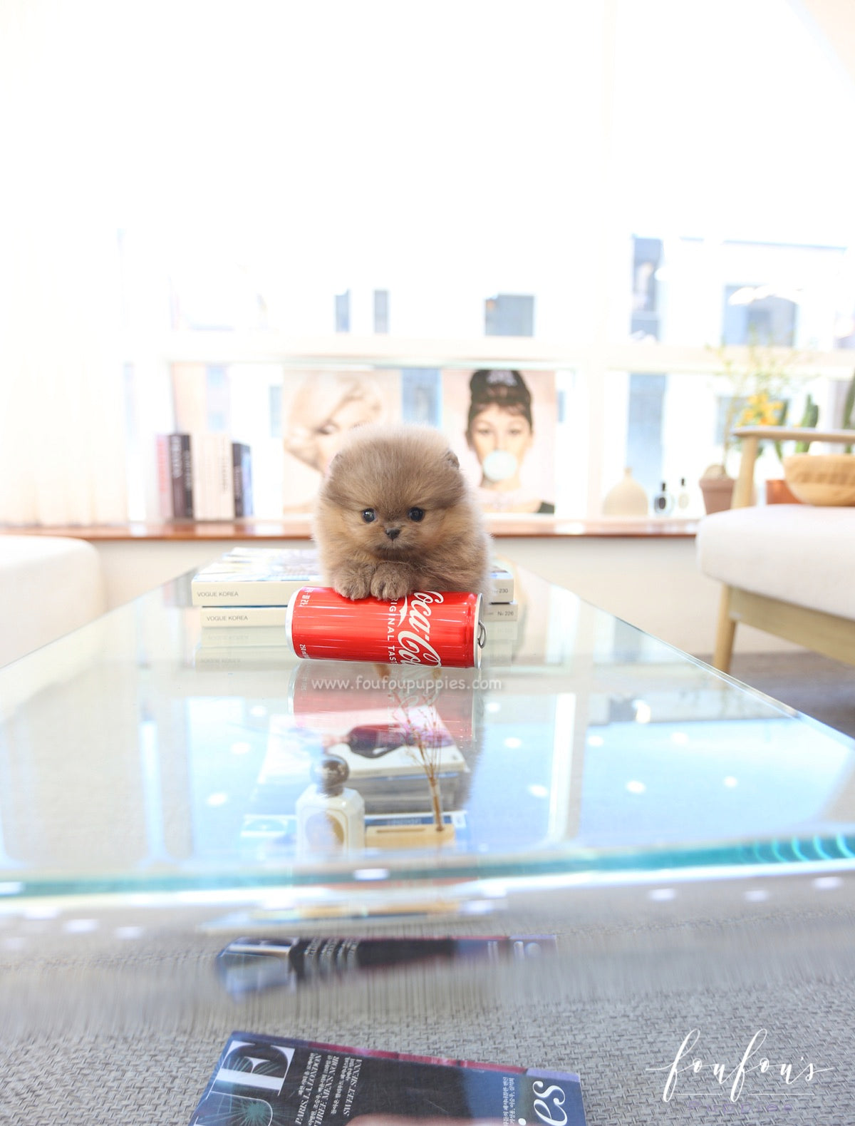 Butterball - Pomeranian M.