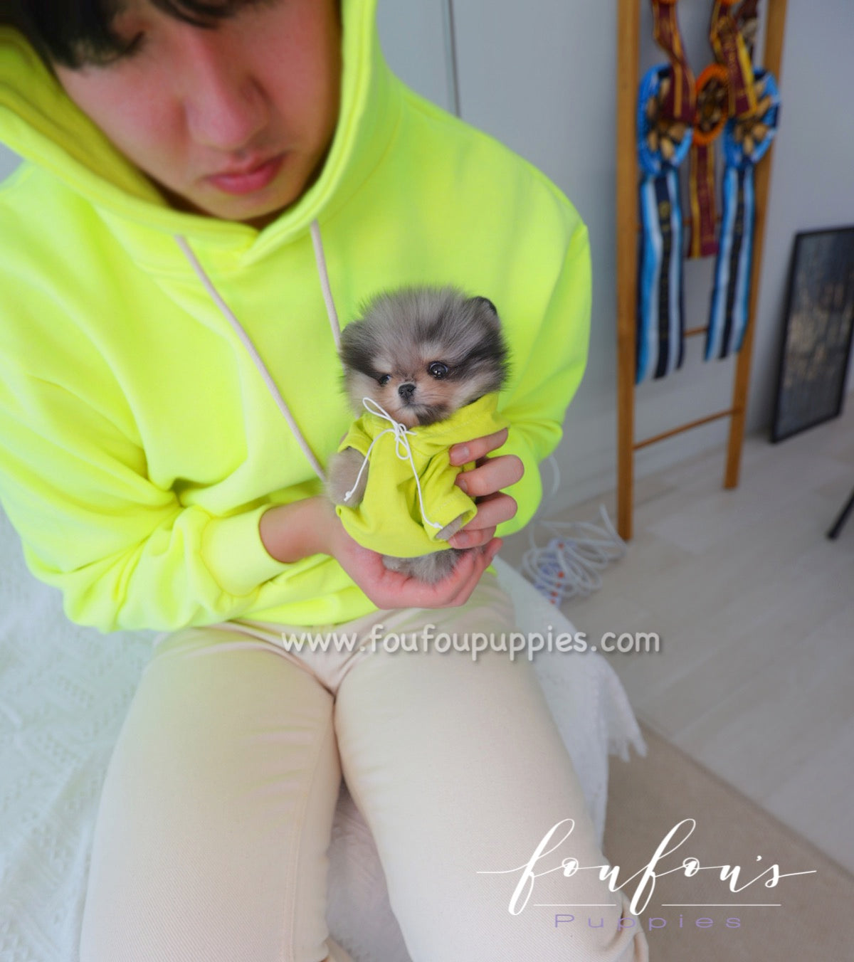 Atom - Pomeranian M.