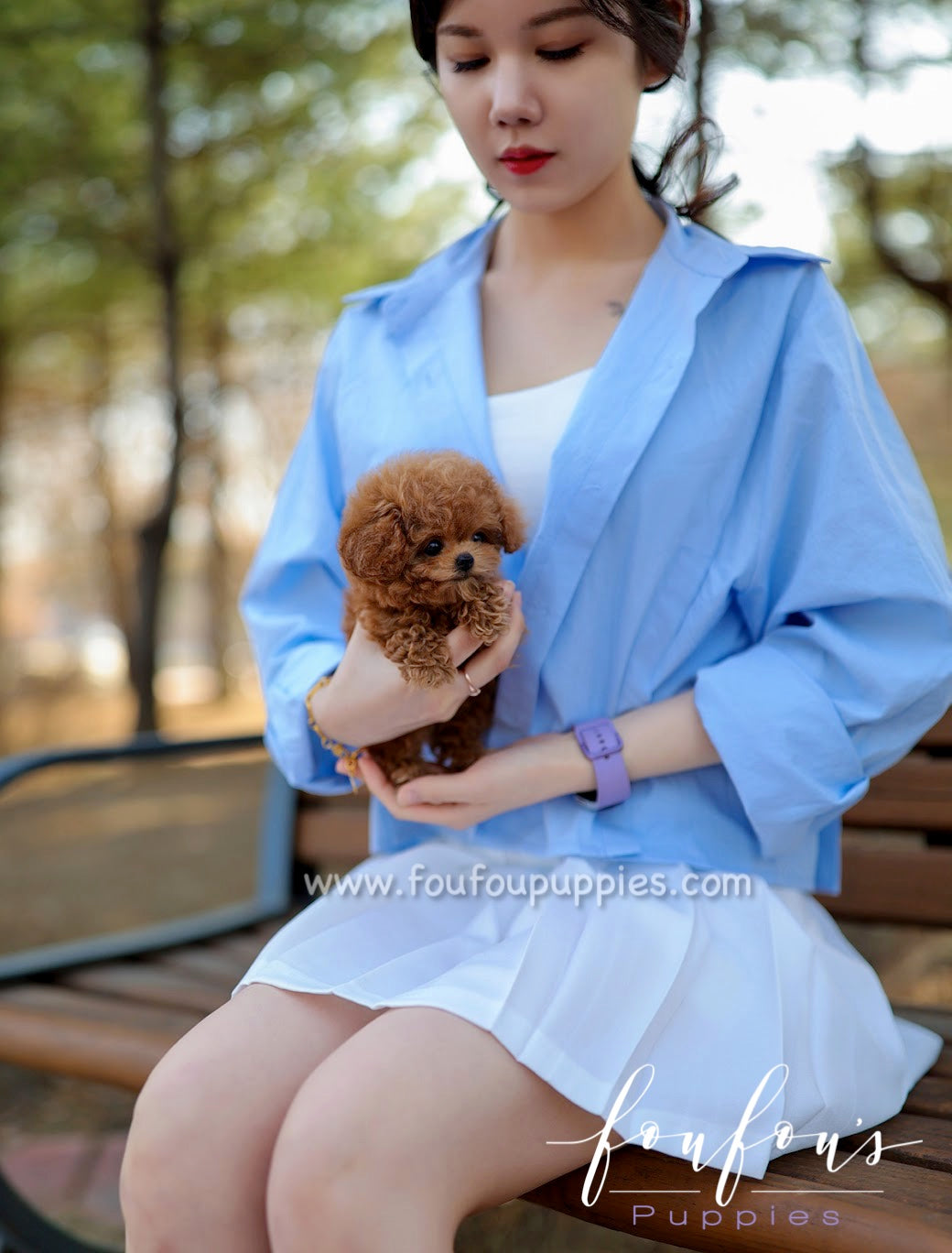 Zoey - Poodle F.