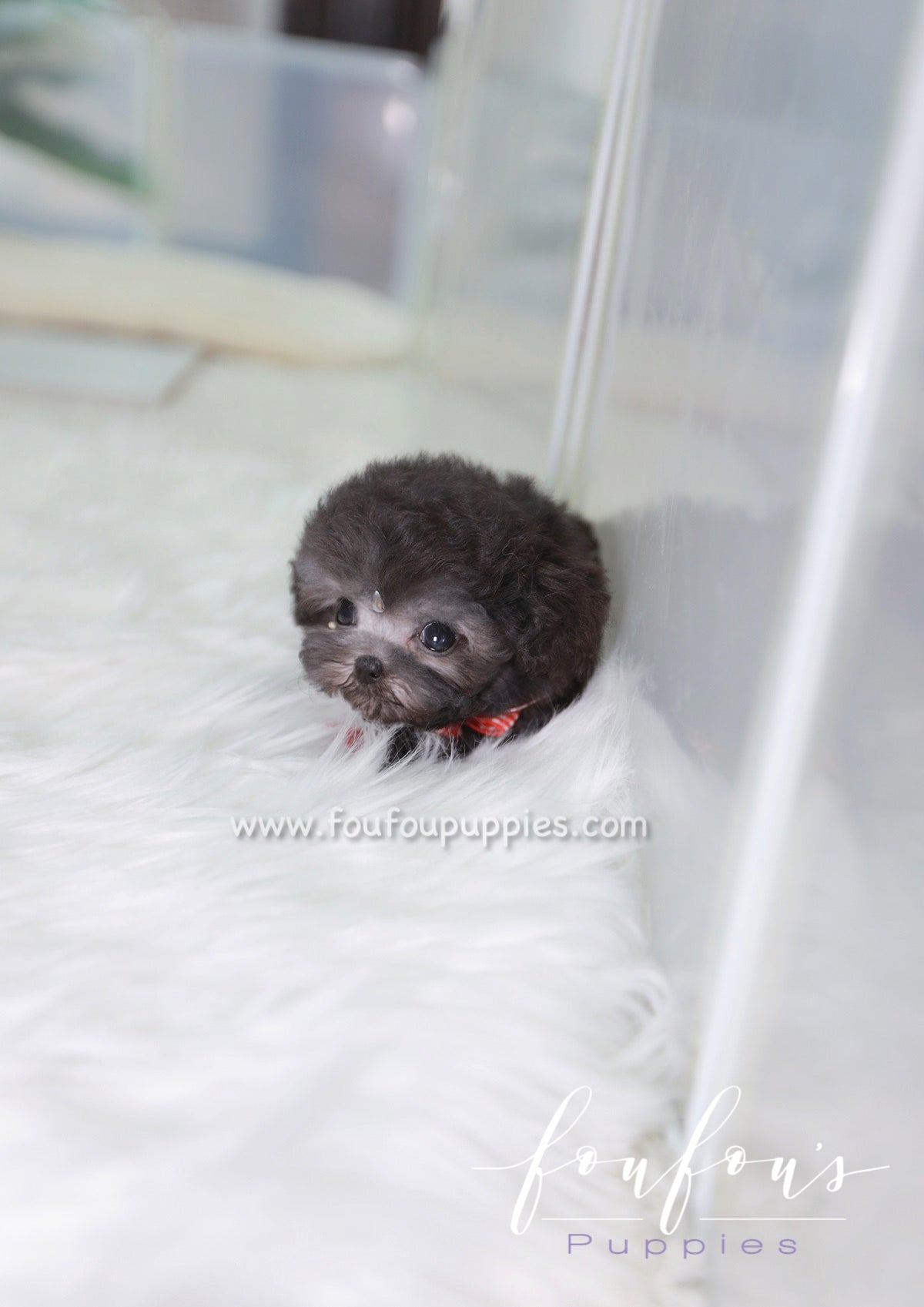 Dahlia - Poodle F.