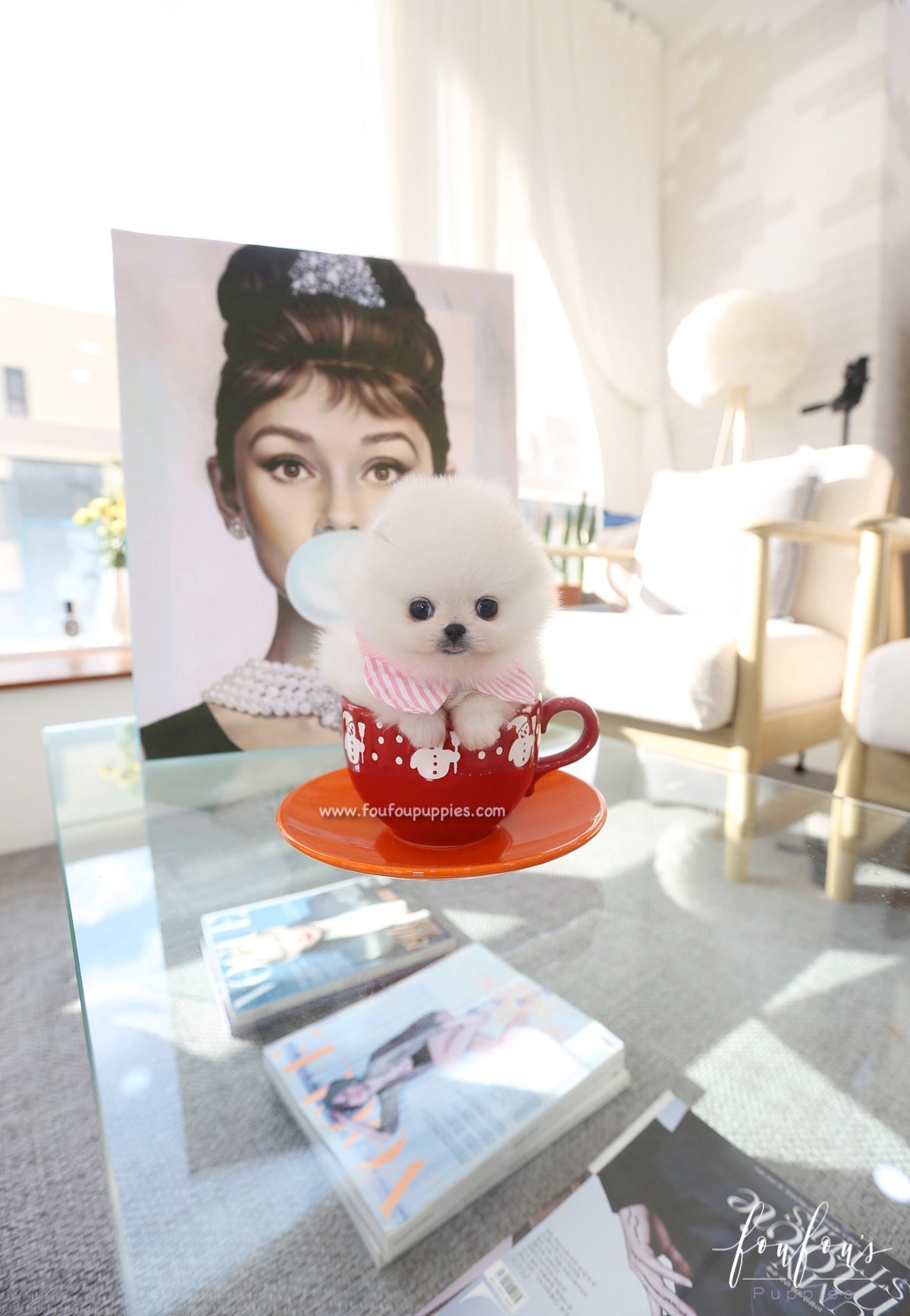 Souflé - Pomeranian F.