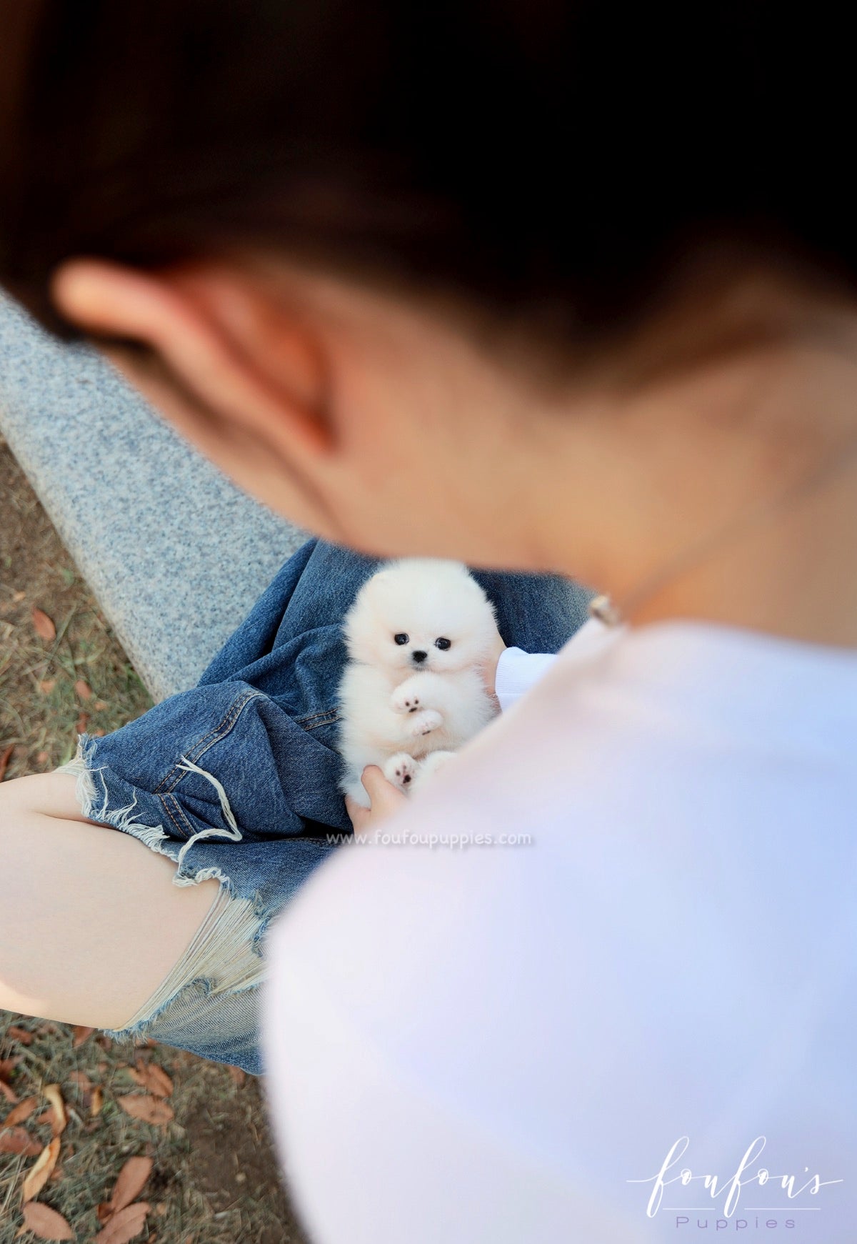 Casper - Pomeranian M.