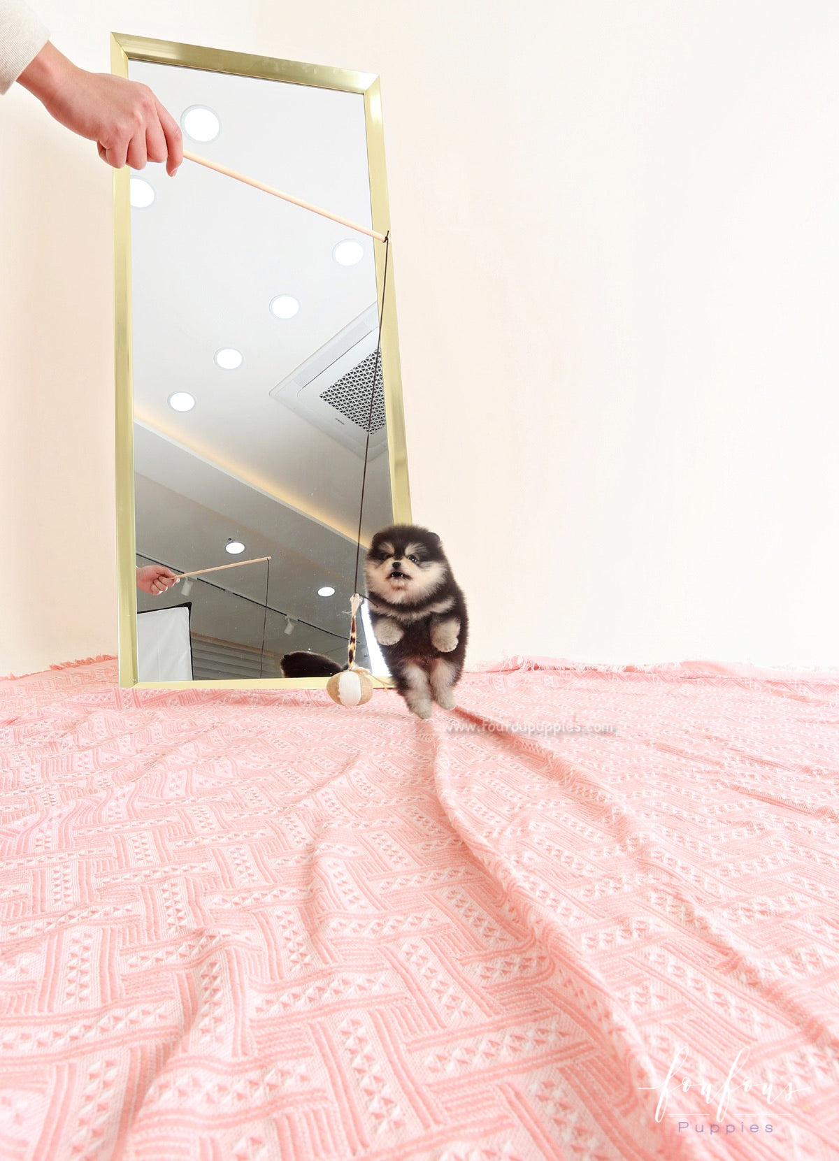 Yoda - Pomeranian M.