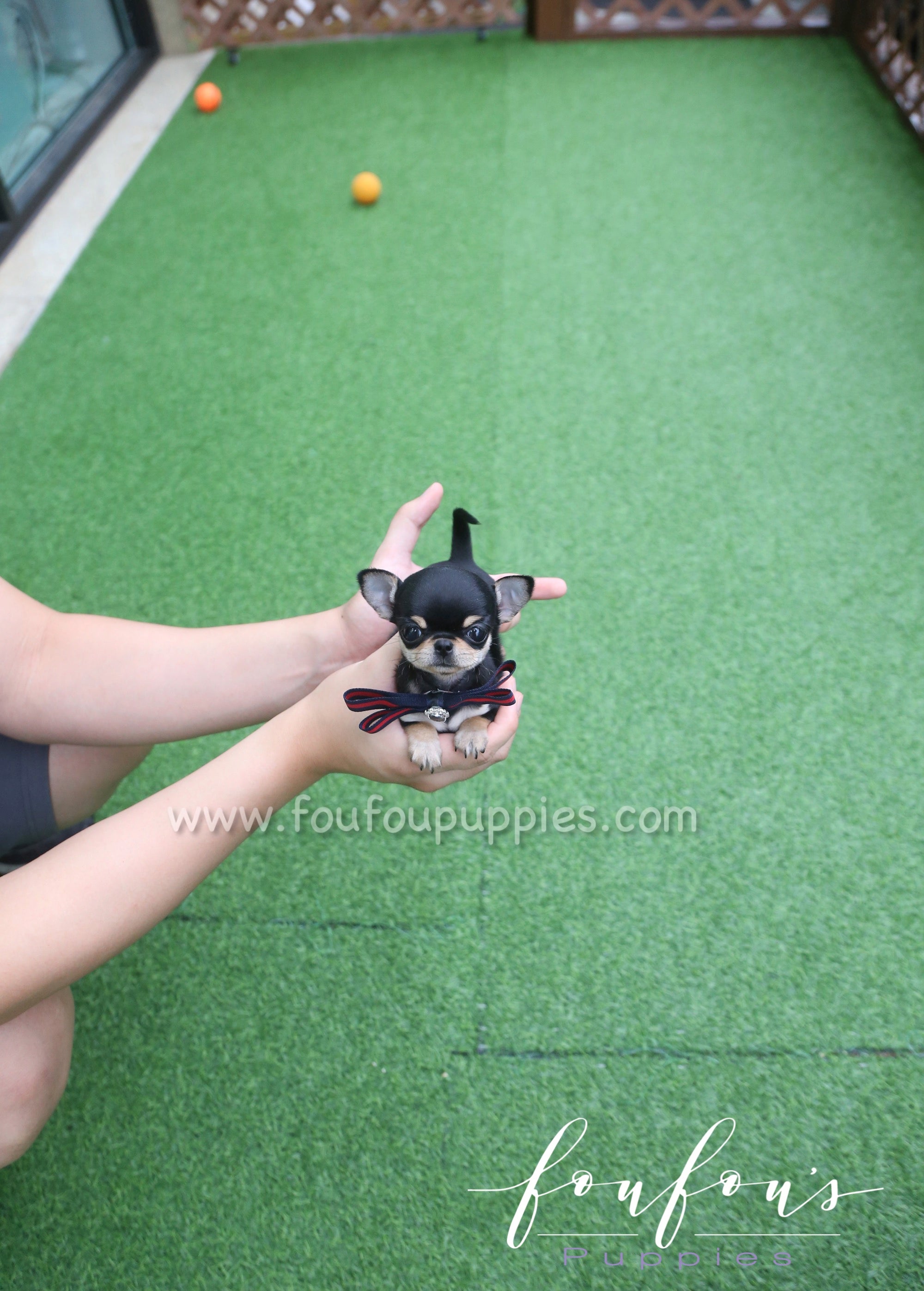 Pasha - Chihuahua M.