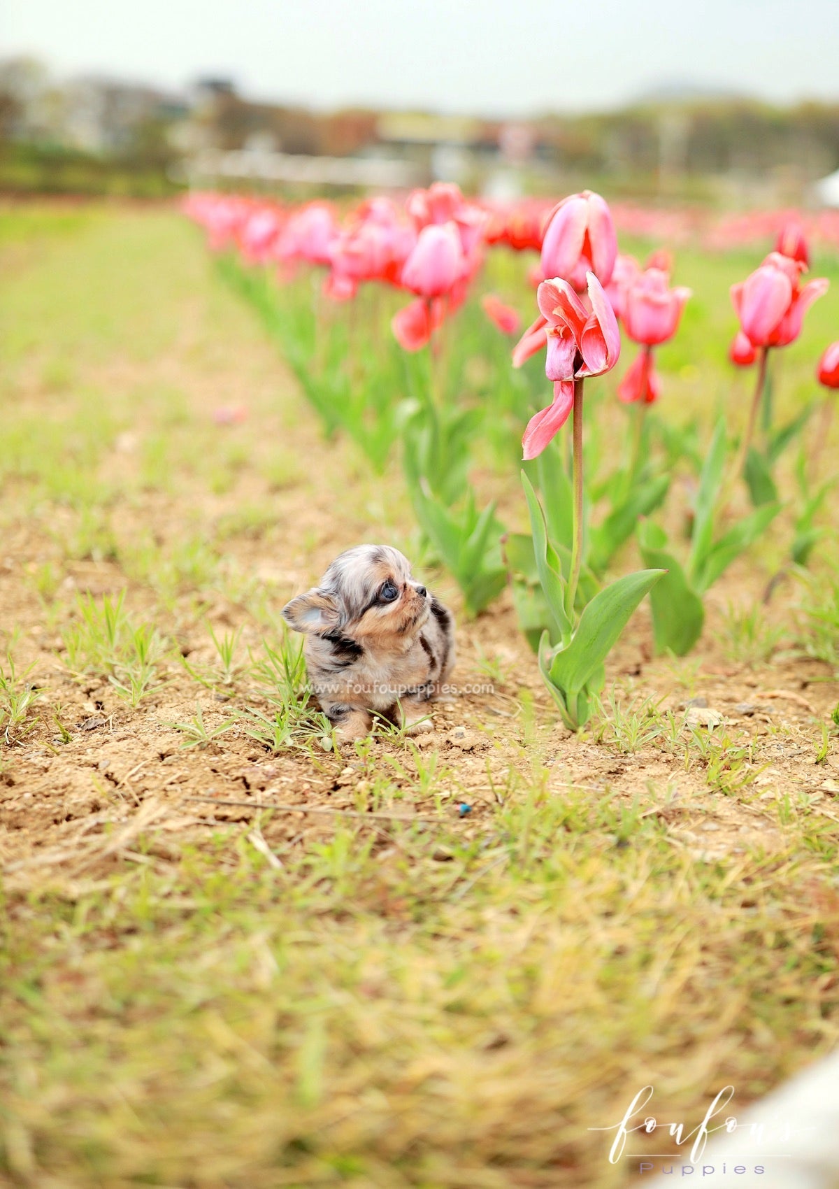 Pinky - Chihuahua M.