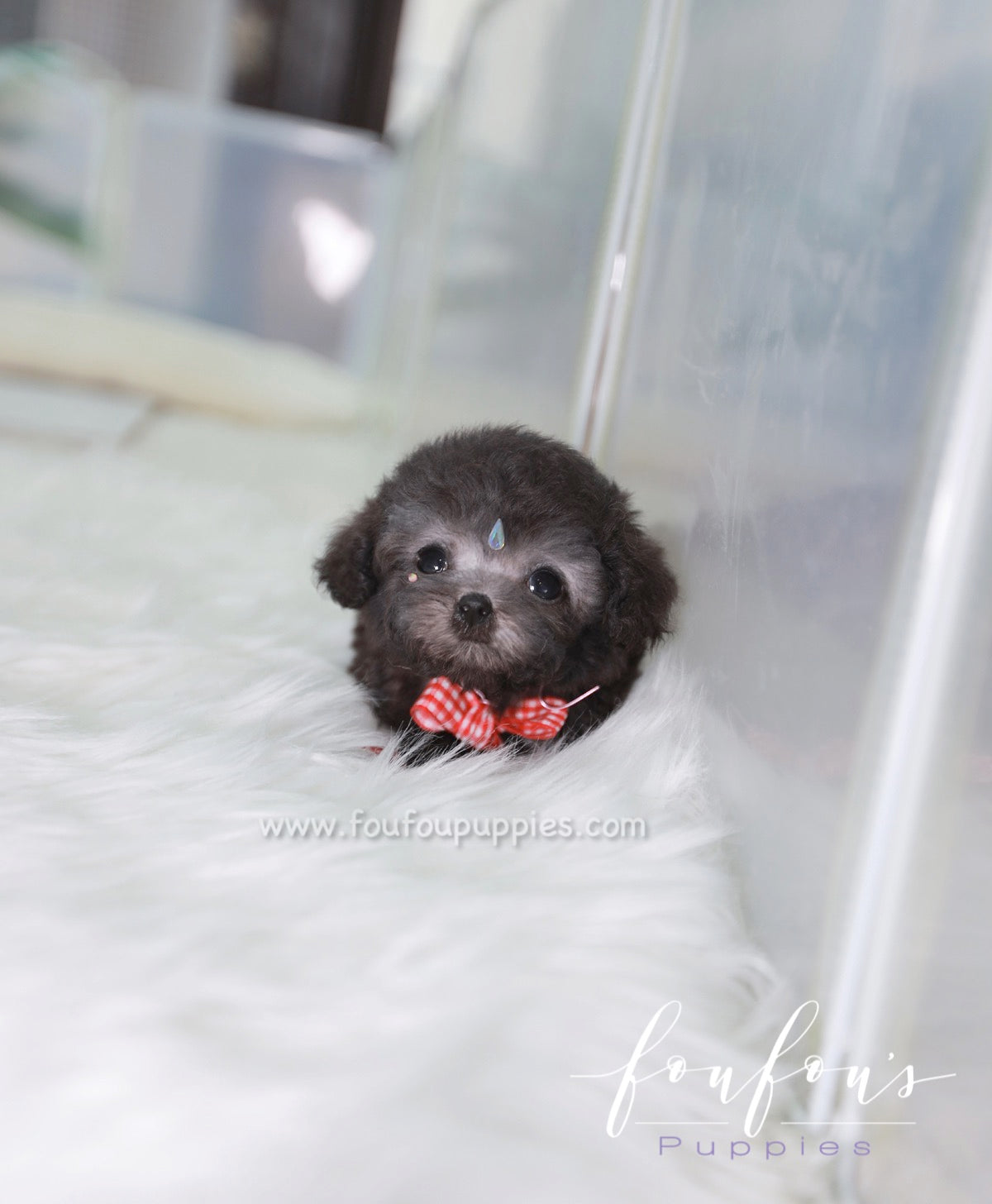 Dahlia - Poodle F.
