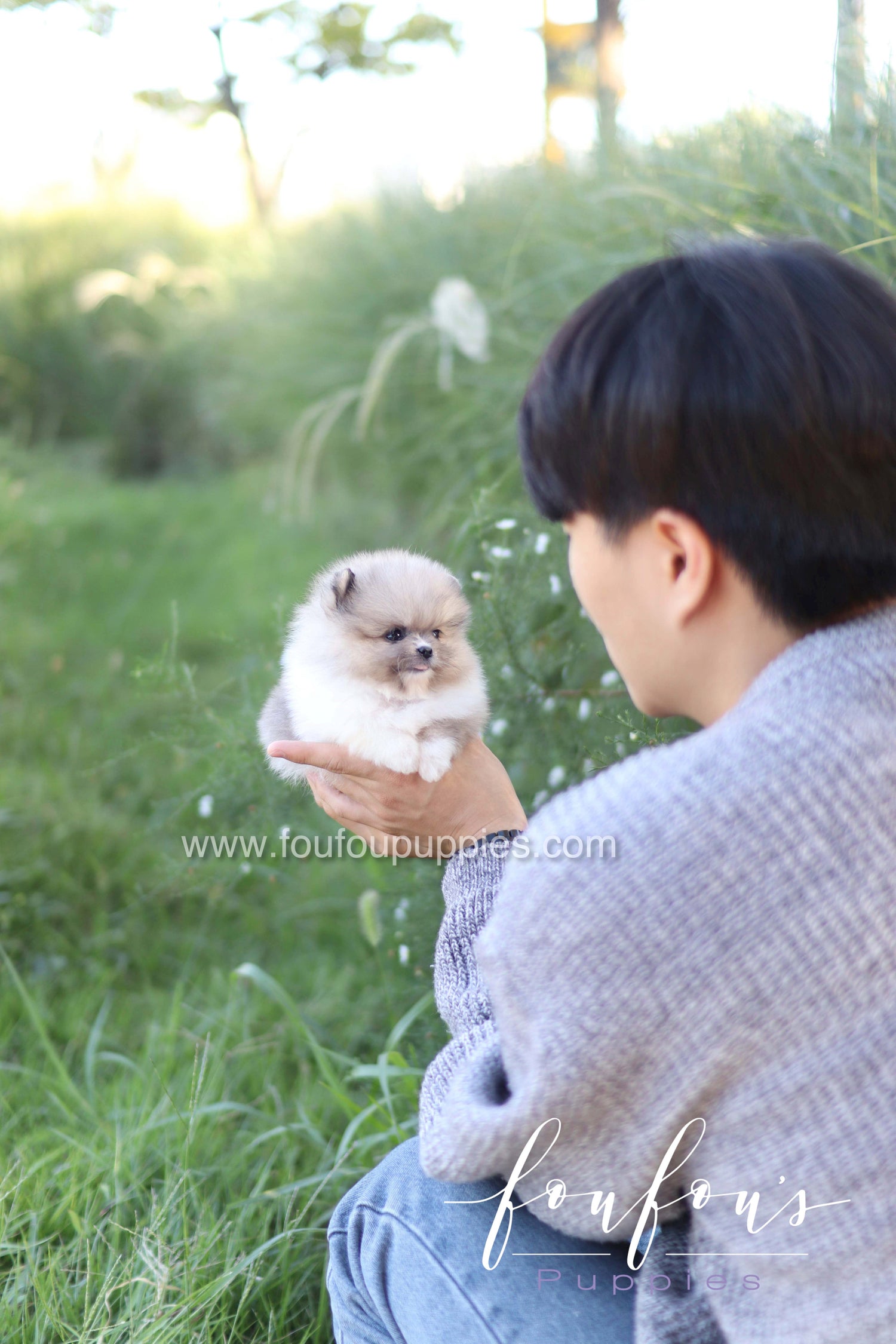 Zephyr - Pomeranian M.