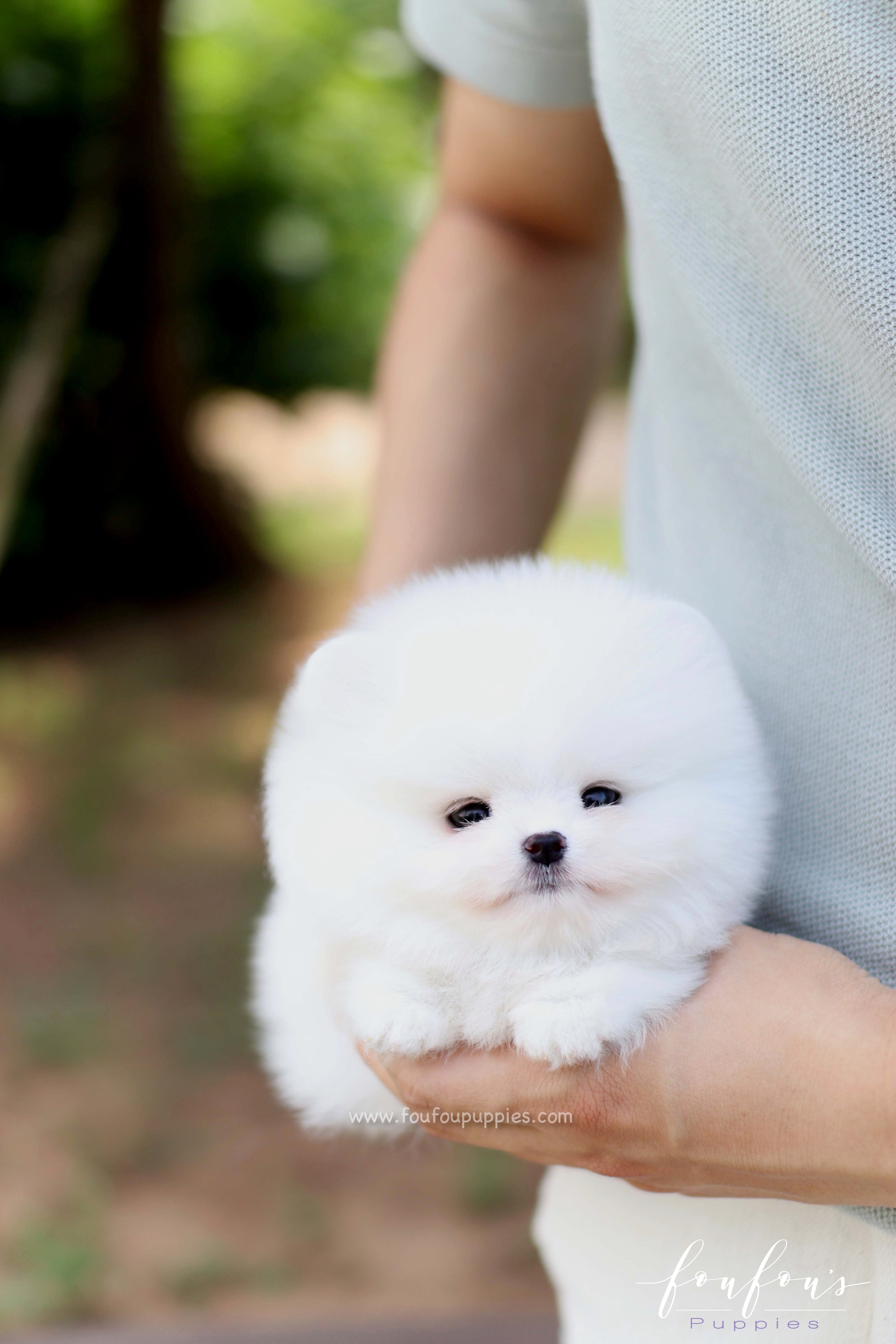 Nova - Pomeranian M.