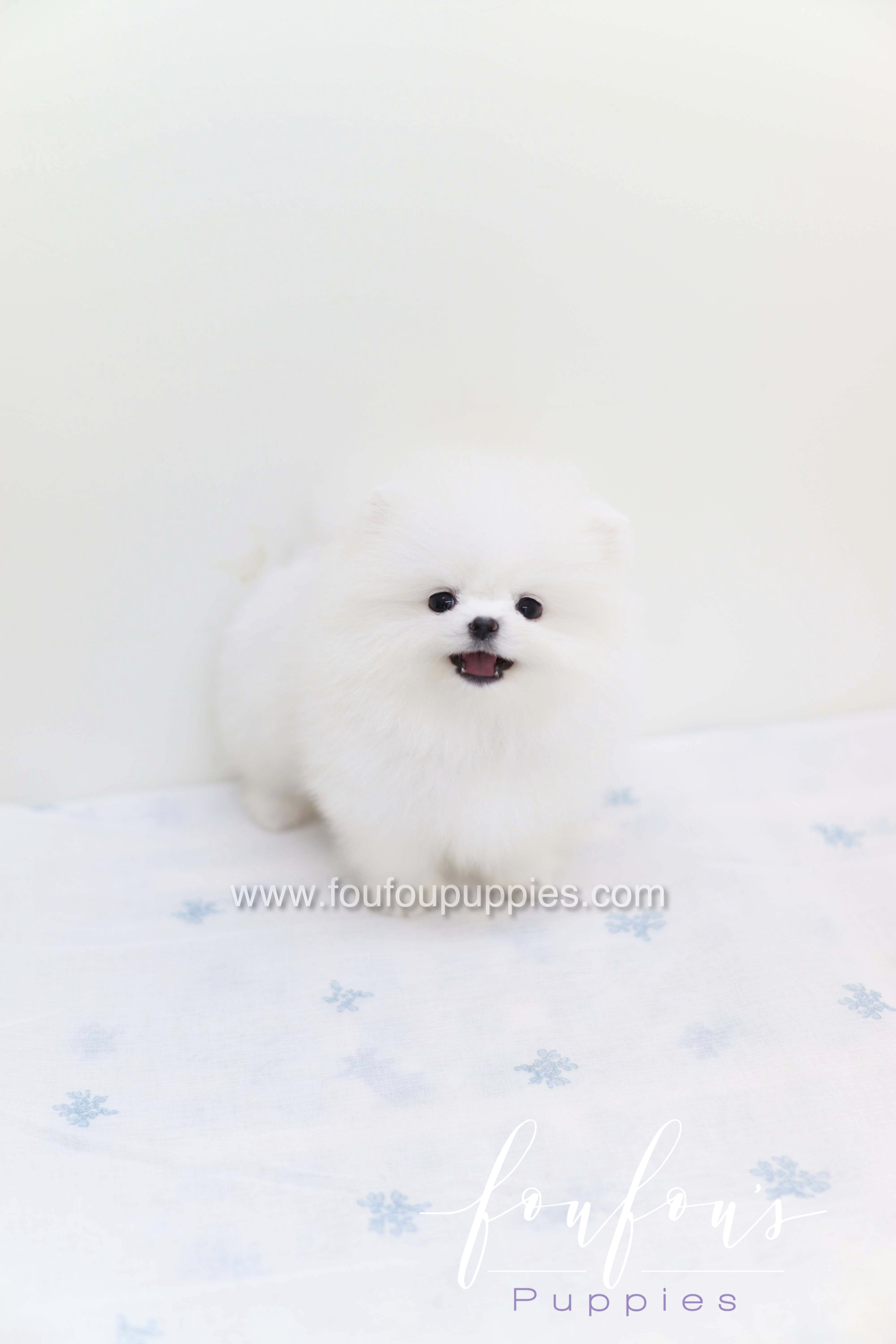 Boo - Pomeranian M.