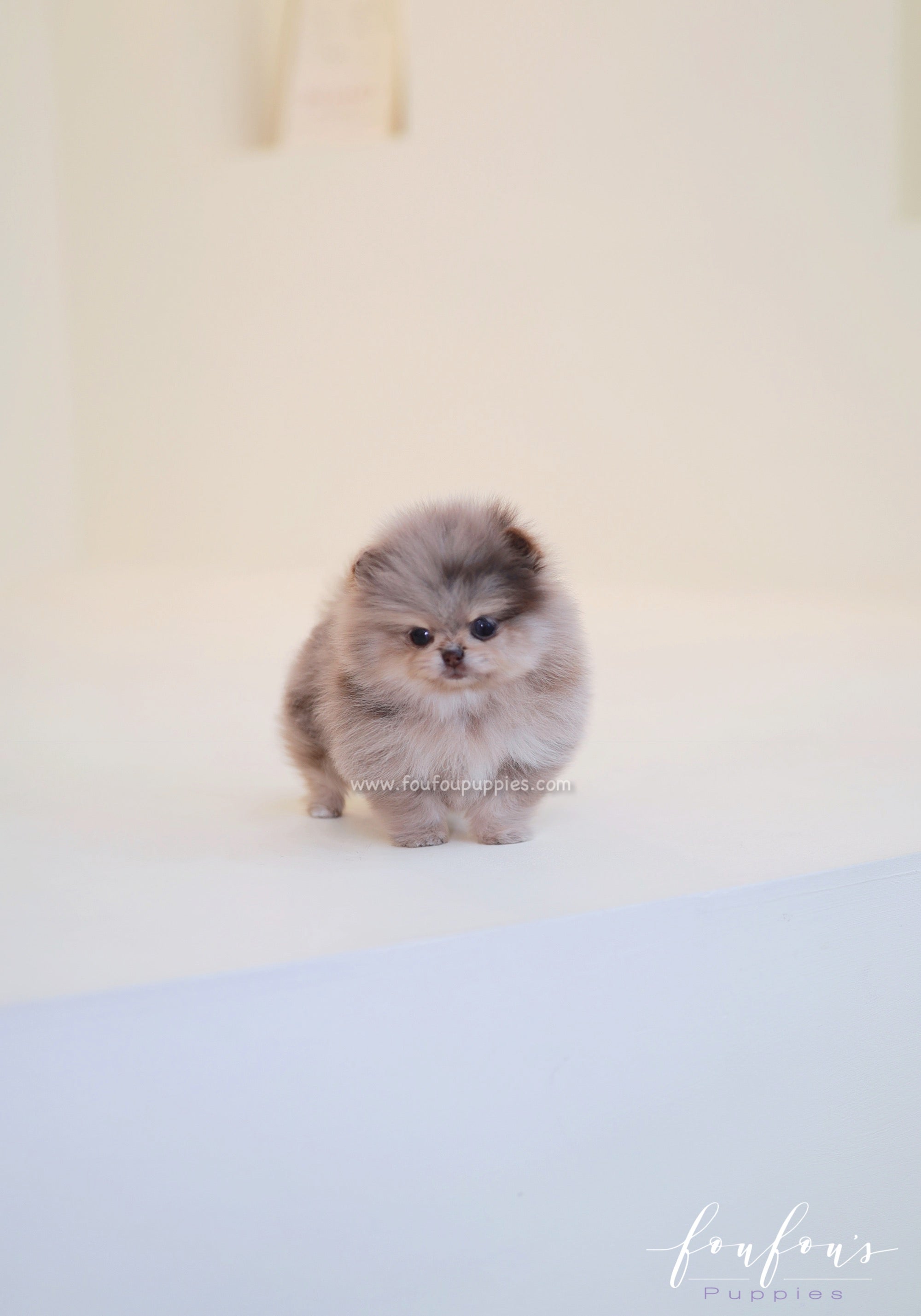 Cléo - Pomeranian F.