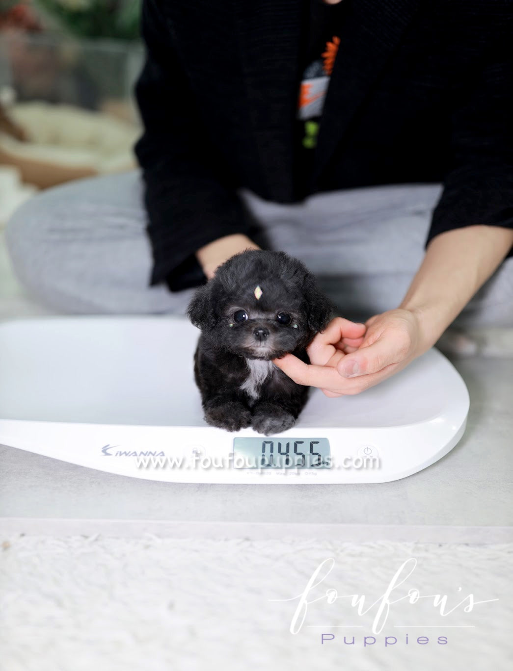 Gem - Poodle F. -