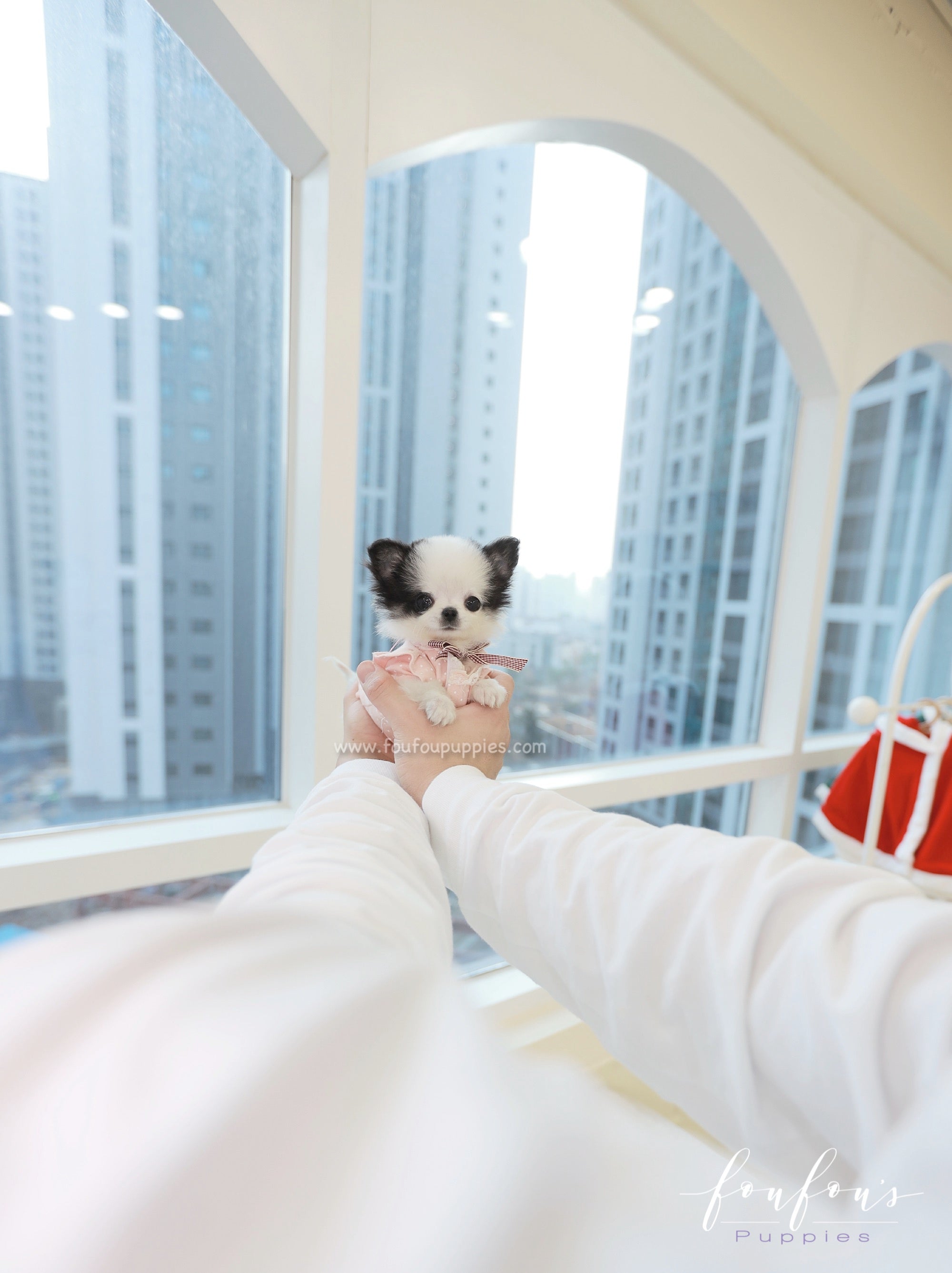 Minnie - Chihuahua F.