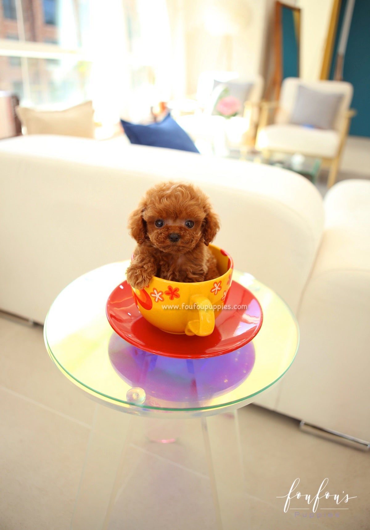Aston - Poodle M.