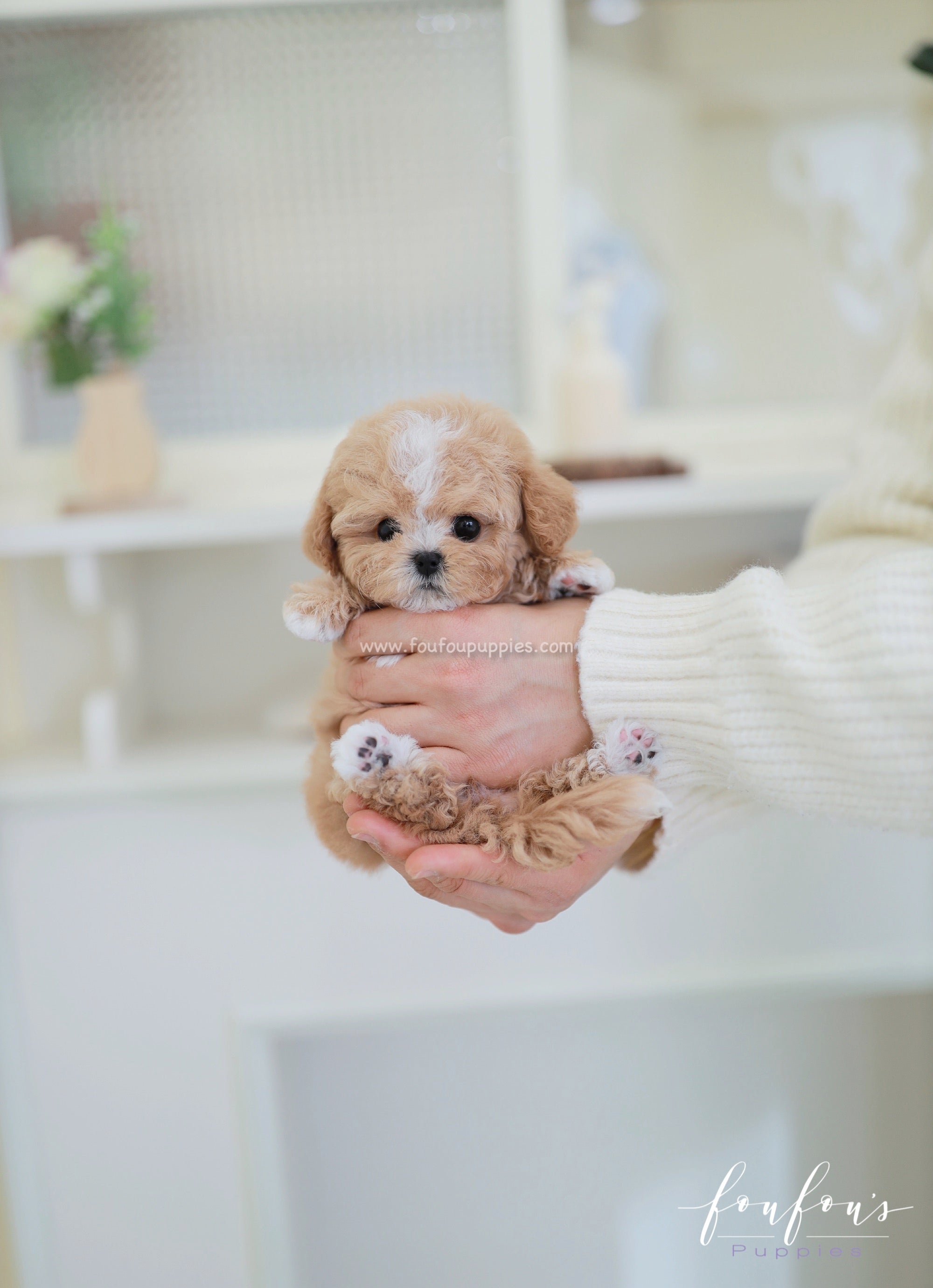 SugarPlum - Maltipoo F.