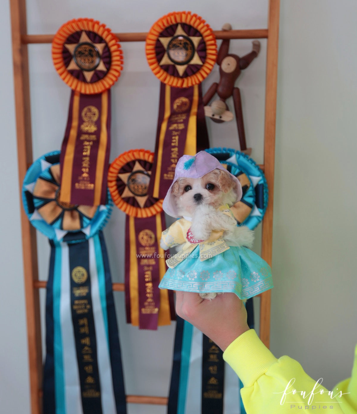 Tezz - Maltipoo M.