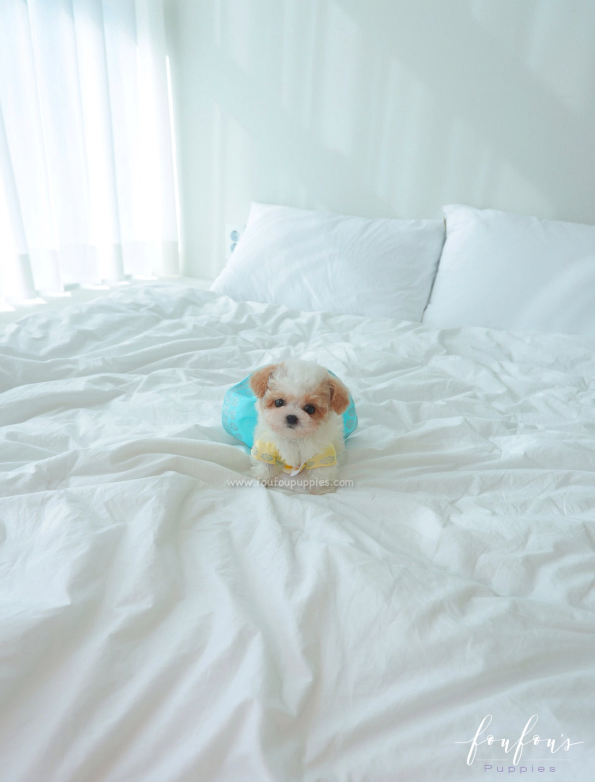 Tezz - Maltipoo M.