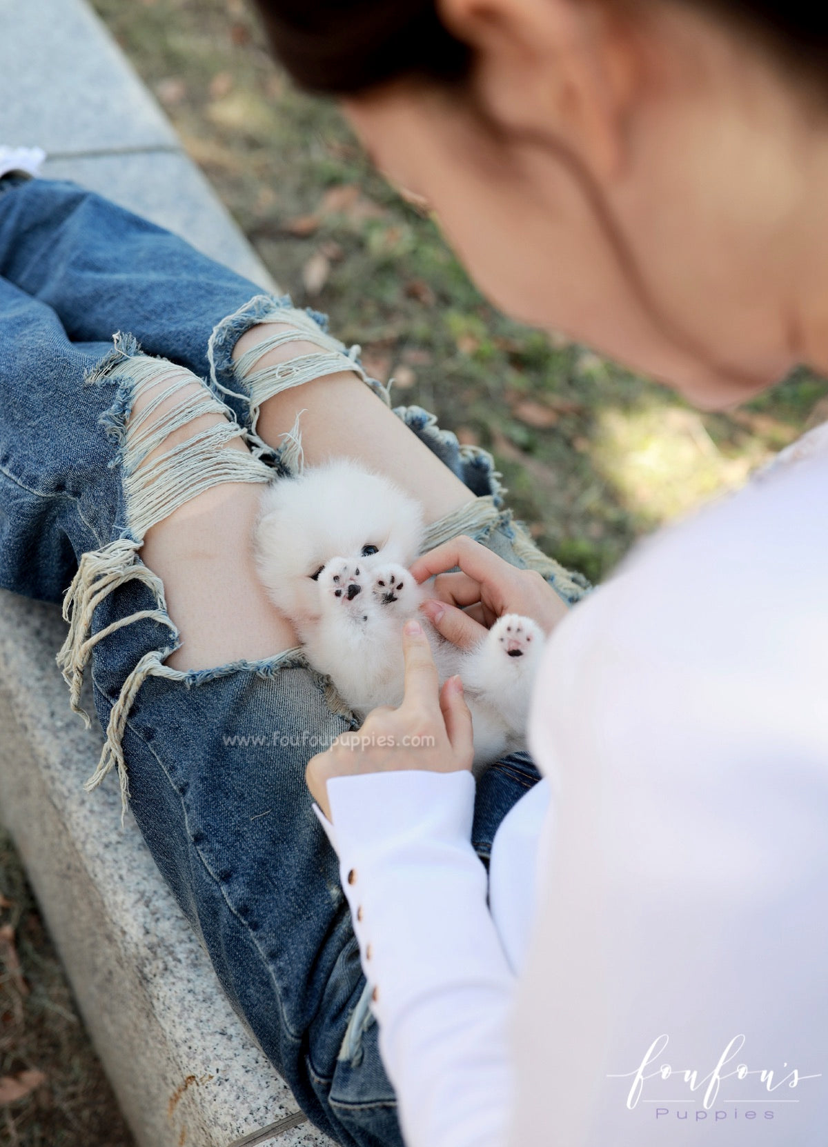 Casper - Pomeranian M.