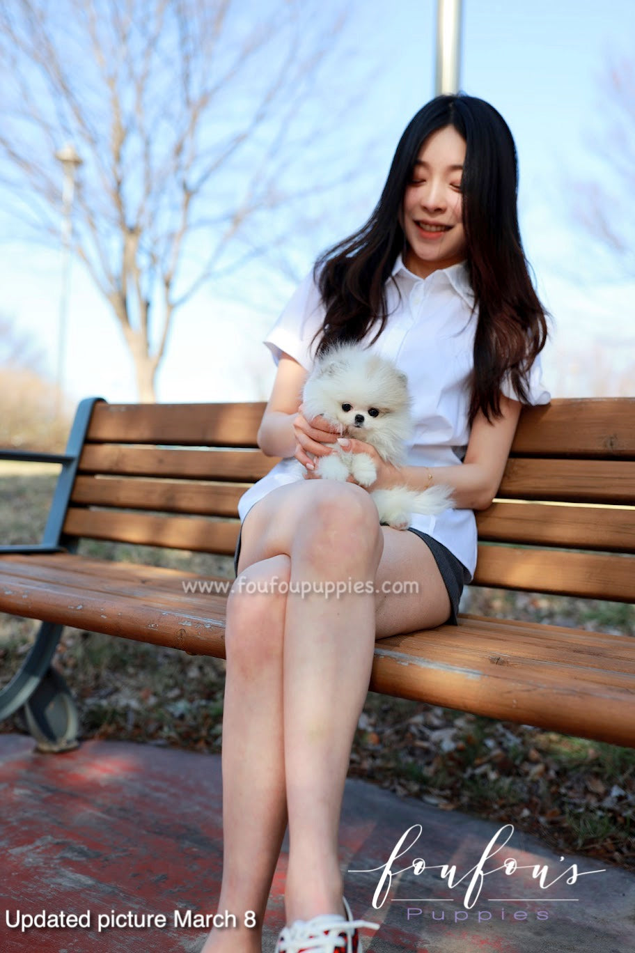 Olivia - Pomeranian F.