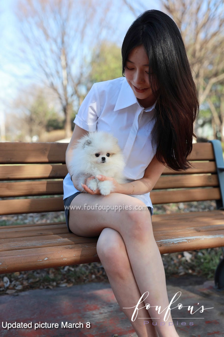 Olivia - Pomeranian F.
