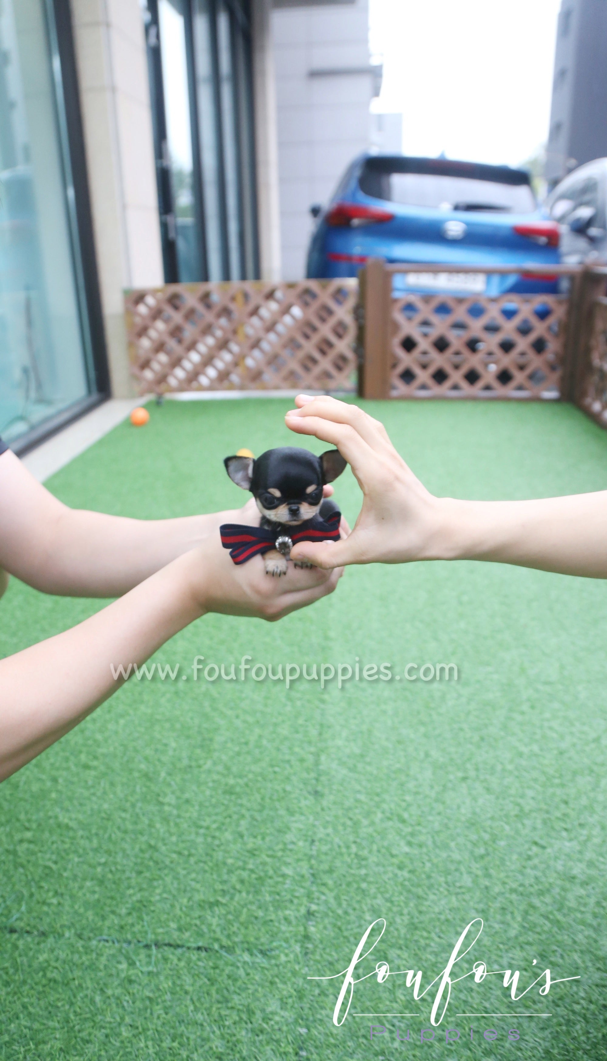 Pasha - Chihuahua M.