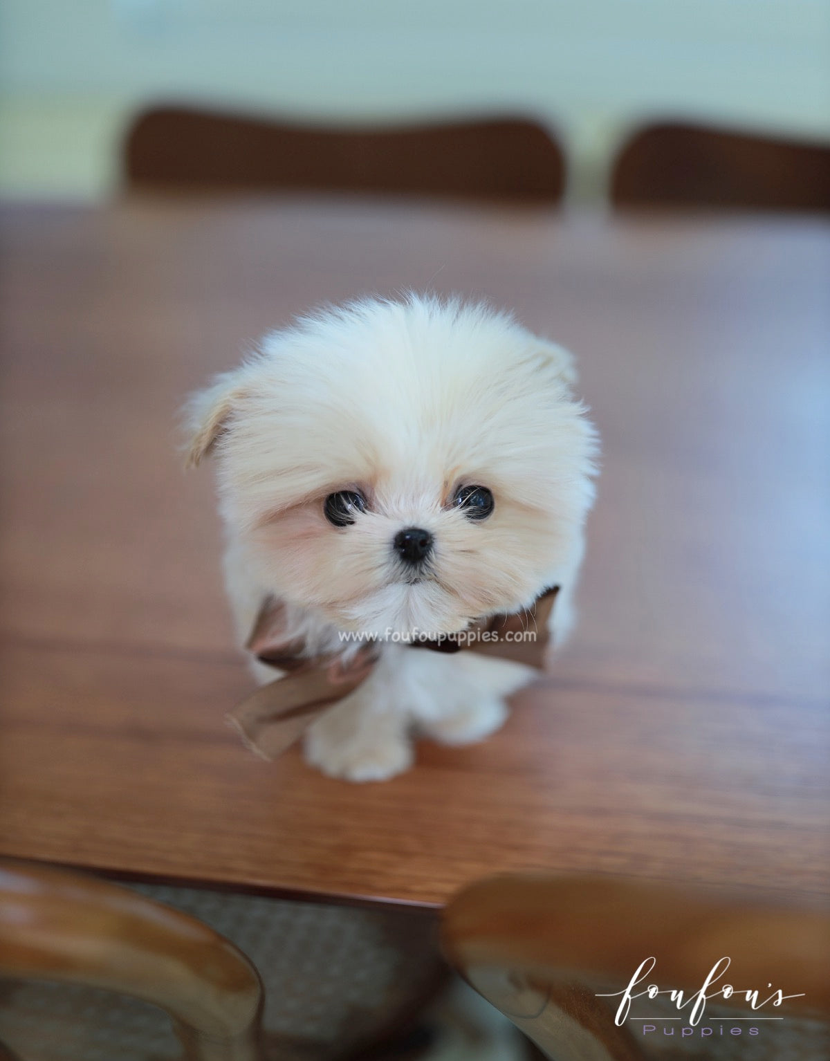Crème Brulée - Maltipoo F.