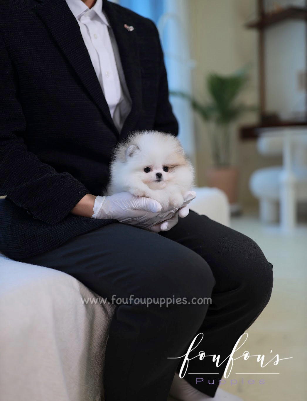 Olivia - Pomeranian F.