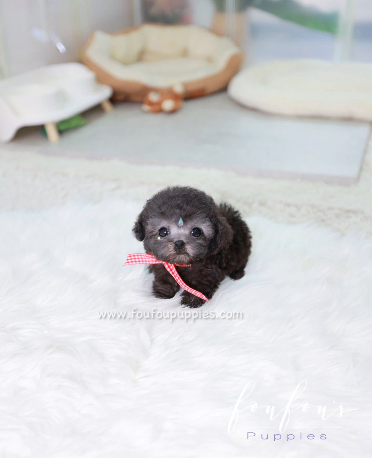 Dahlia - Poodle F.