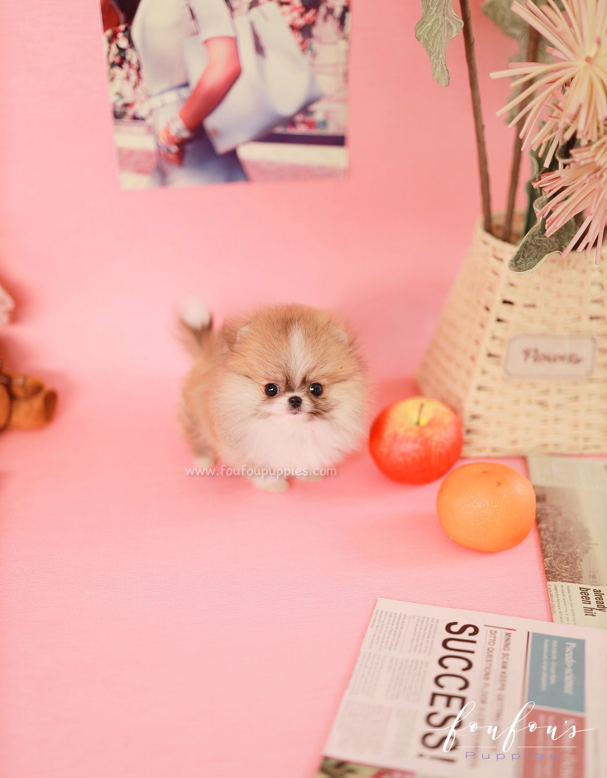 Honey - Pomeranian F.