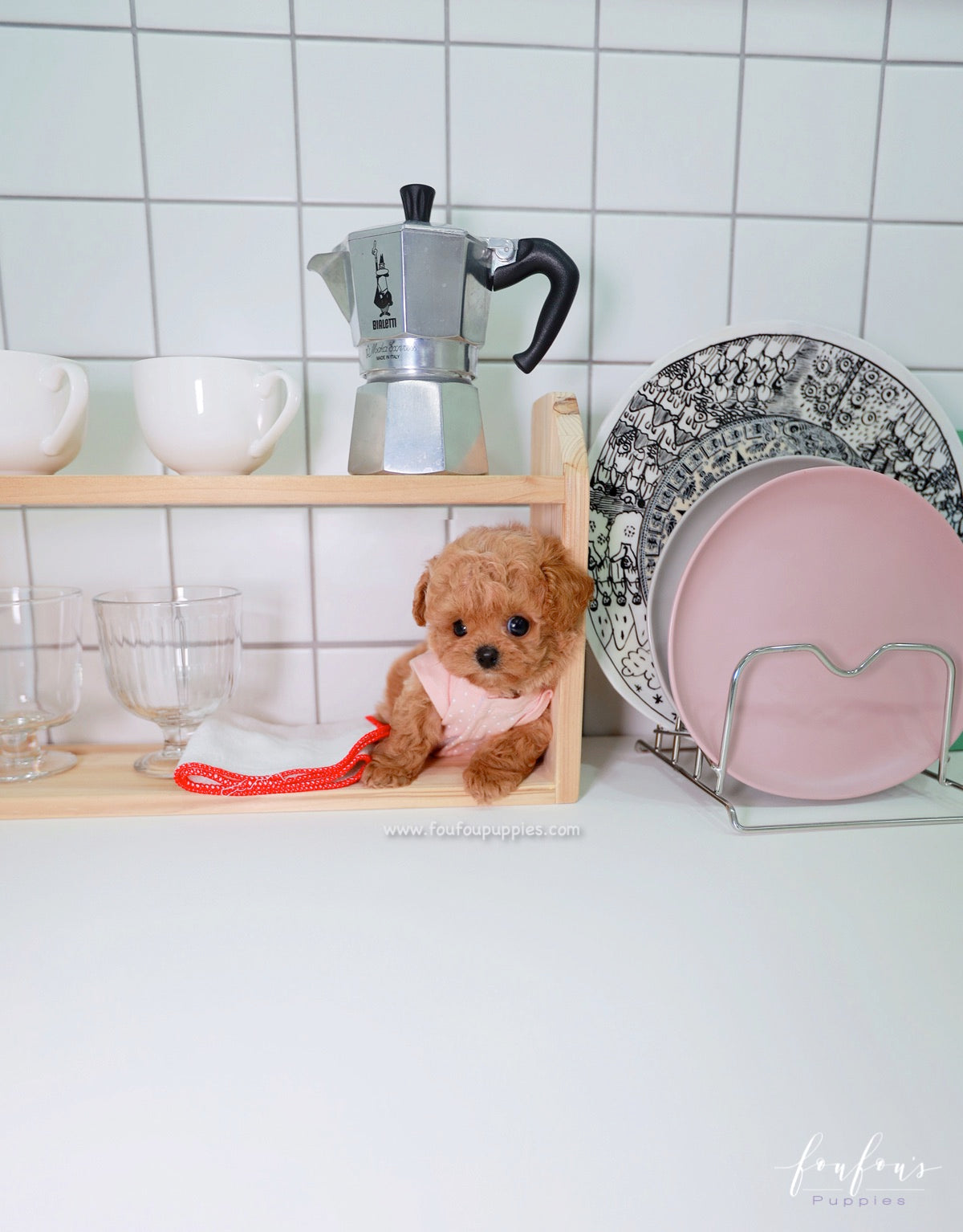 Muffin - Maltipoo M.