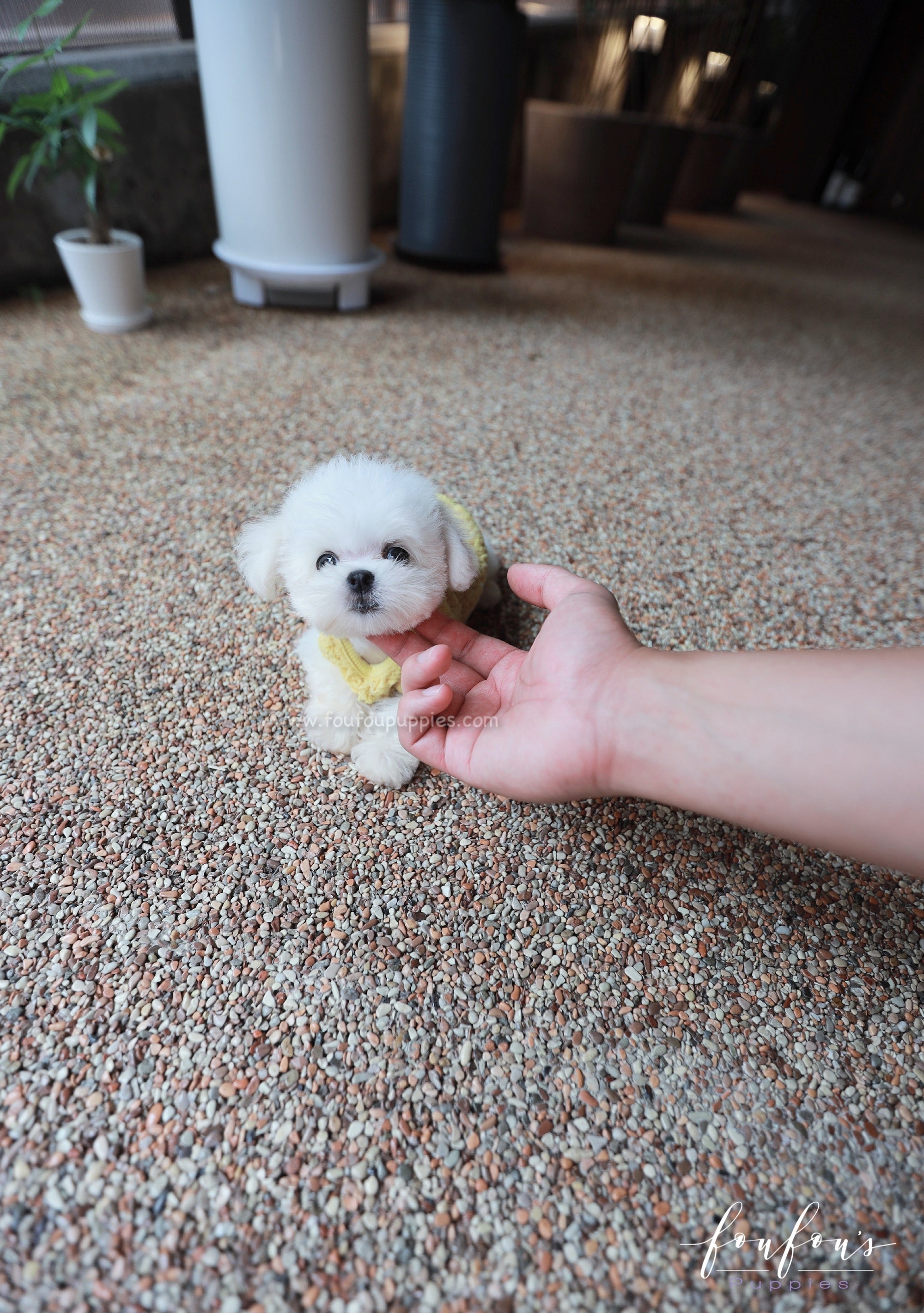 Stewart - Maltese M.